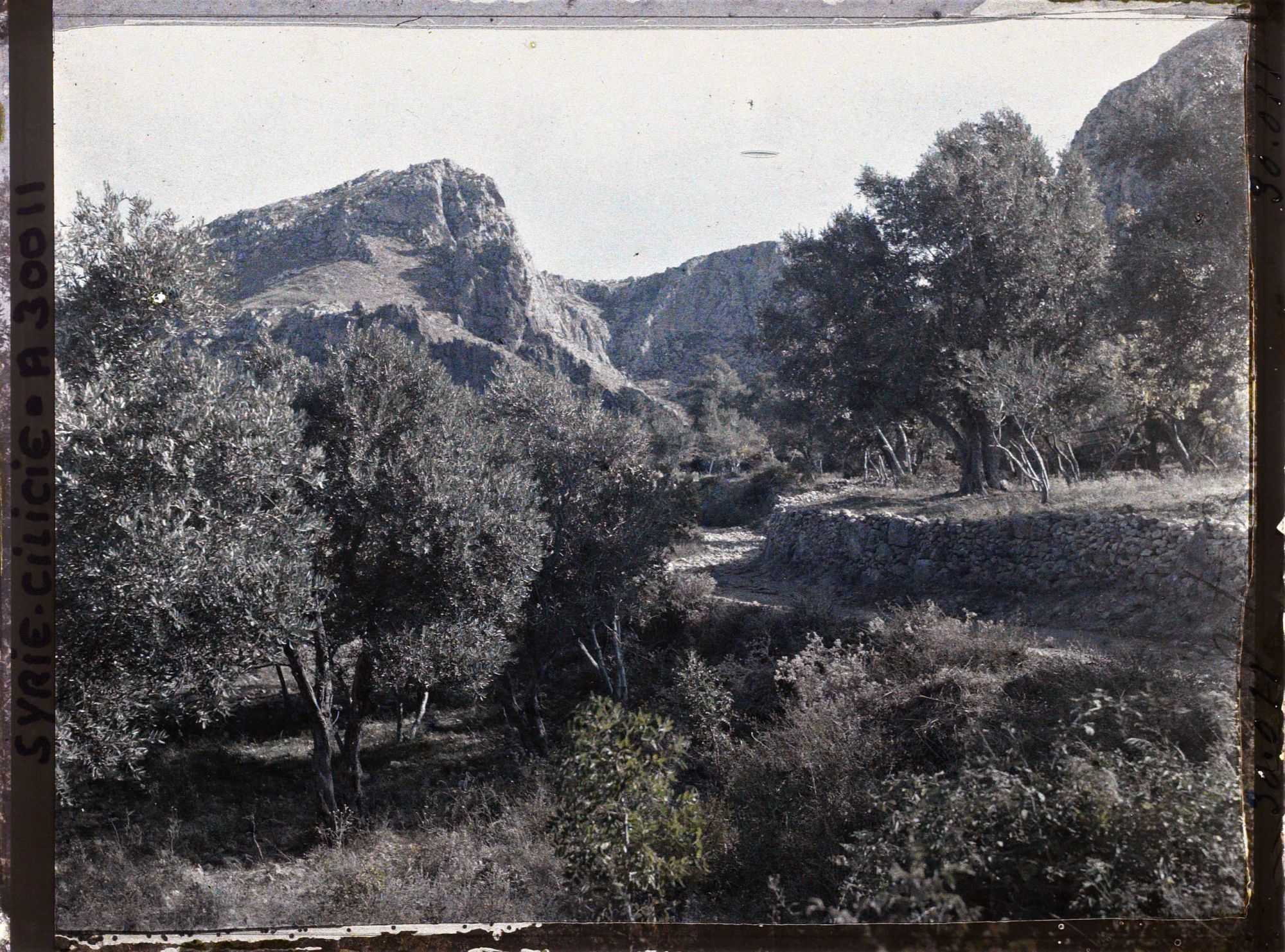 Image représentant Oliviers et amandiers