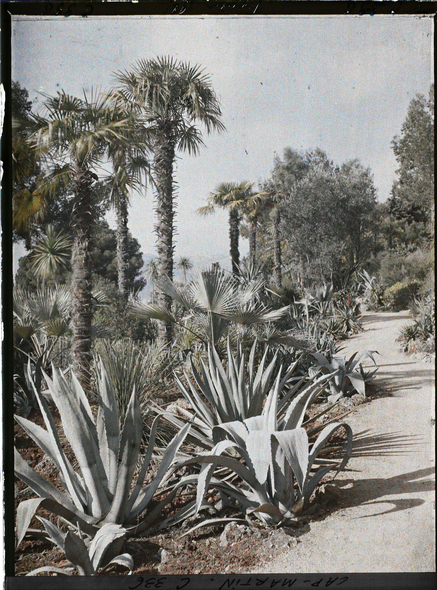 Image représentant Cap Martin Le Jardin