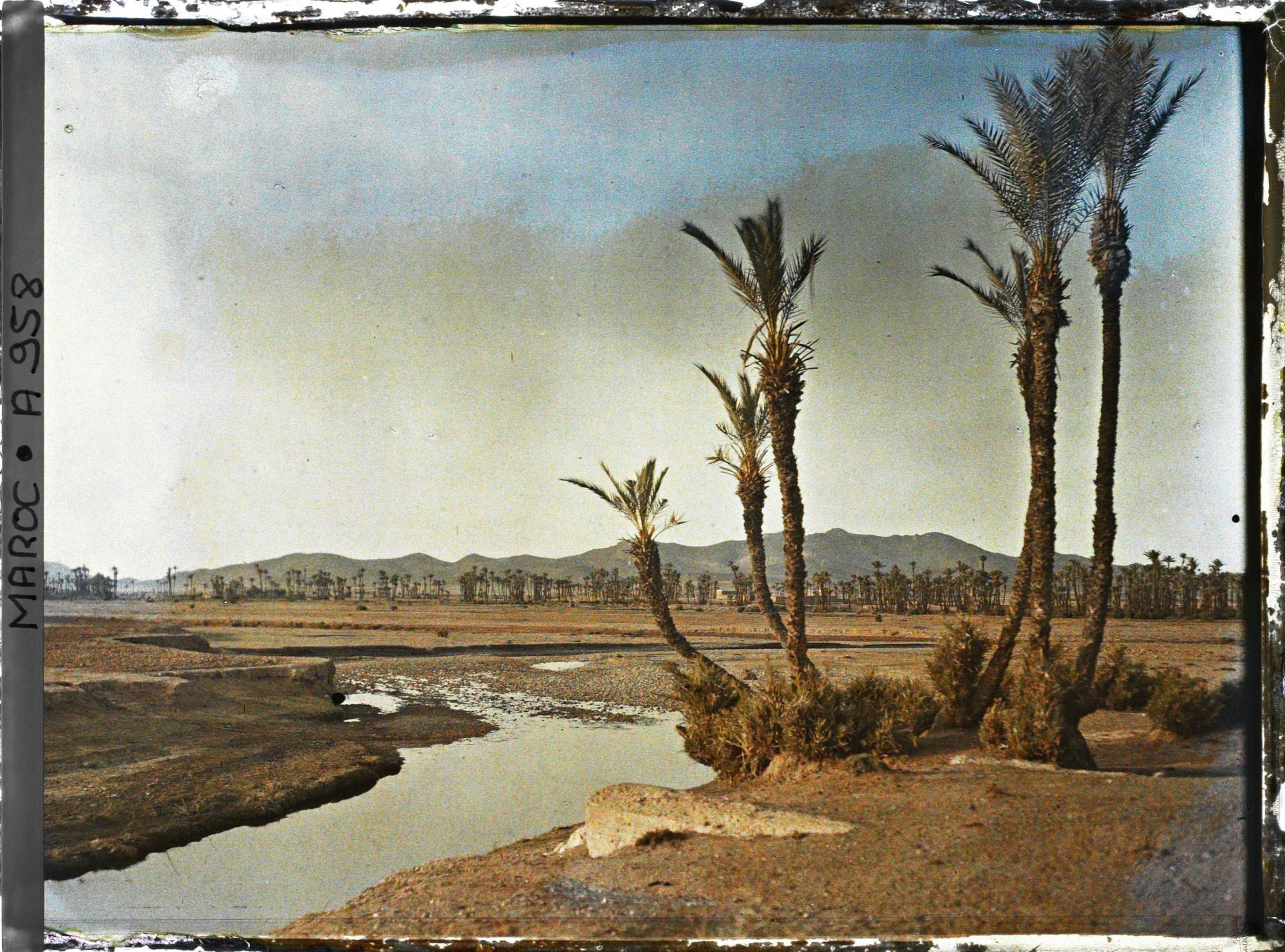 Image représentant La palmeraie