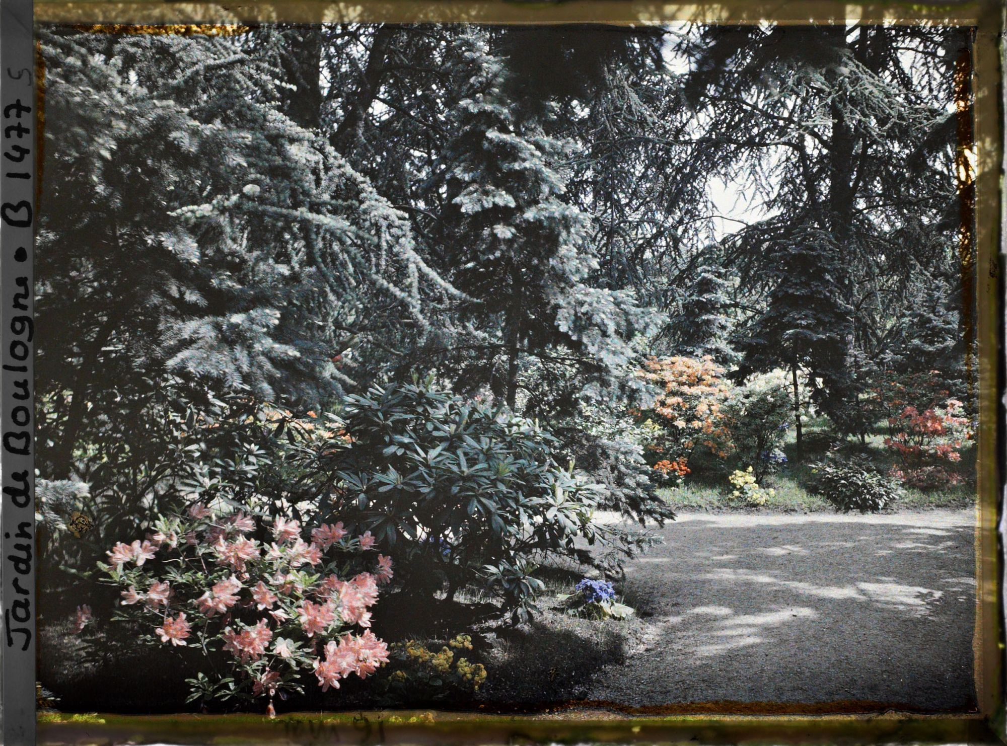 Image représentant une allée dans la forêt bleue, à l'arrière-plan les conifères qui bordent le marais