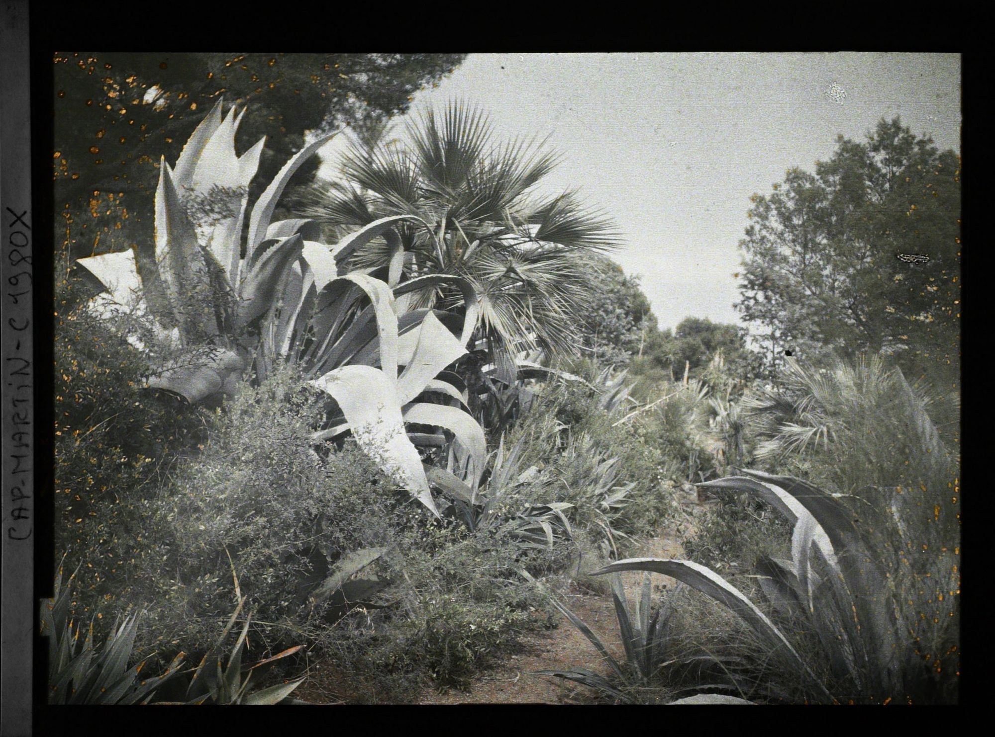 Image représentant Agaves, palmiers et autres plantes exotiques mêlés à la végétation spontanée, bordant un sentier