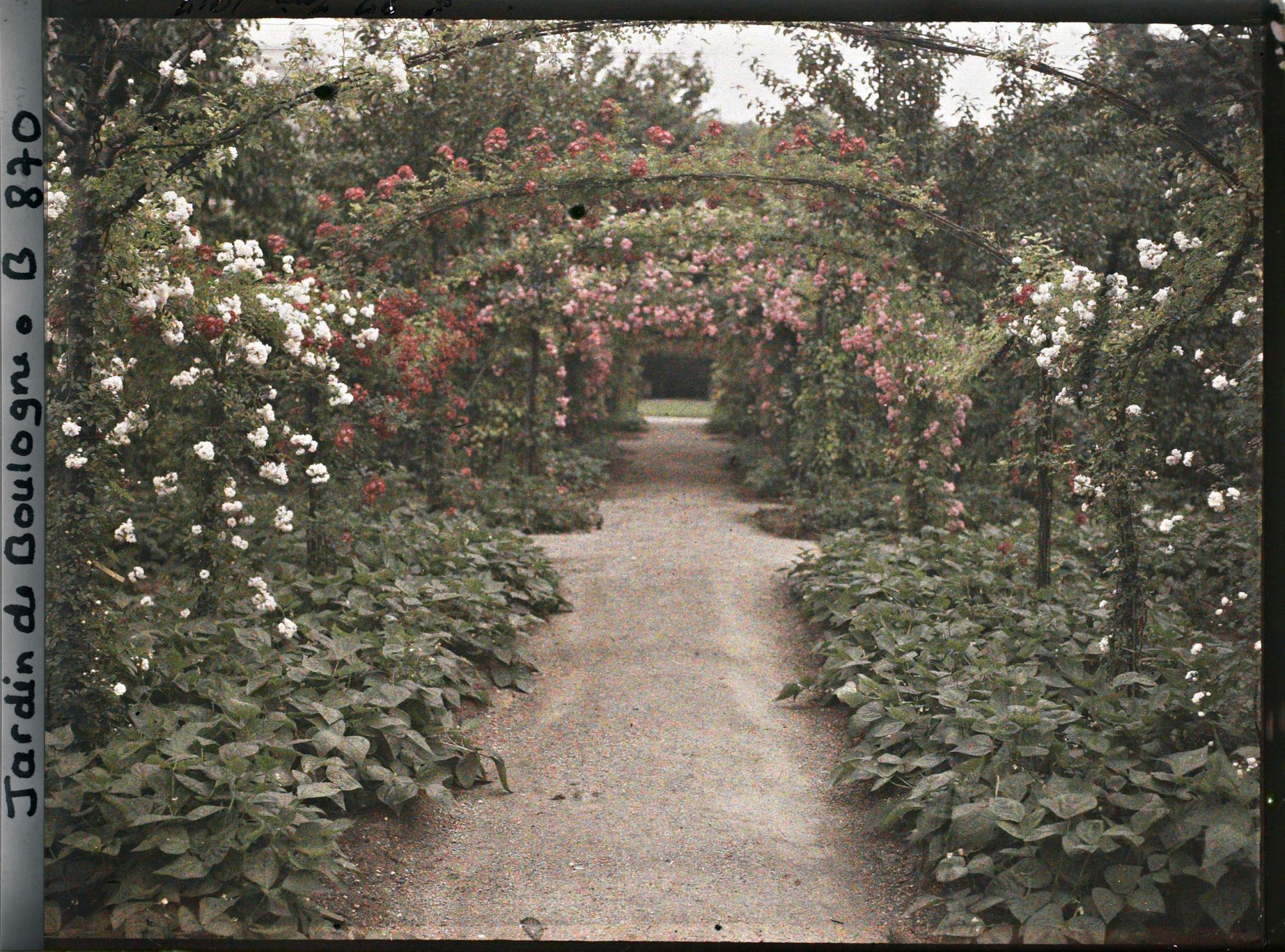 Image représentant Axe central du verger-roseraie bordé de légumes, vu vers l'est, après le rond-point côté dépendance