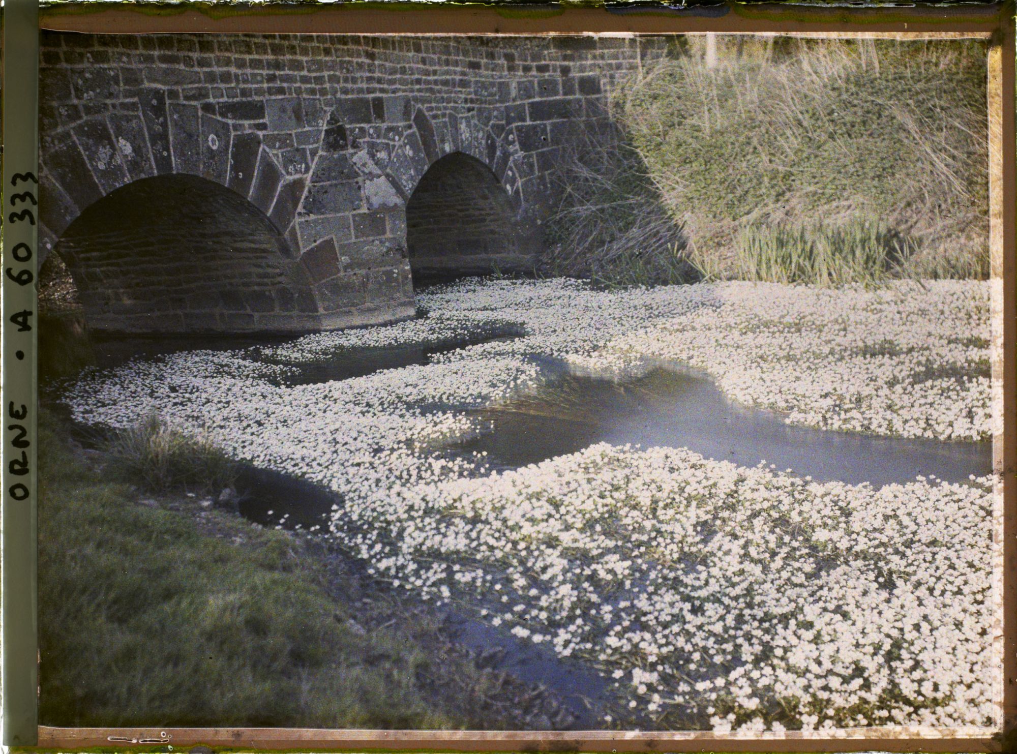 Image représentant Fleurs aquatiques