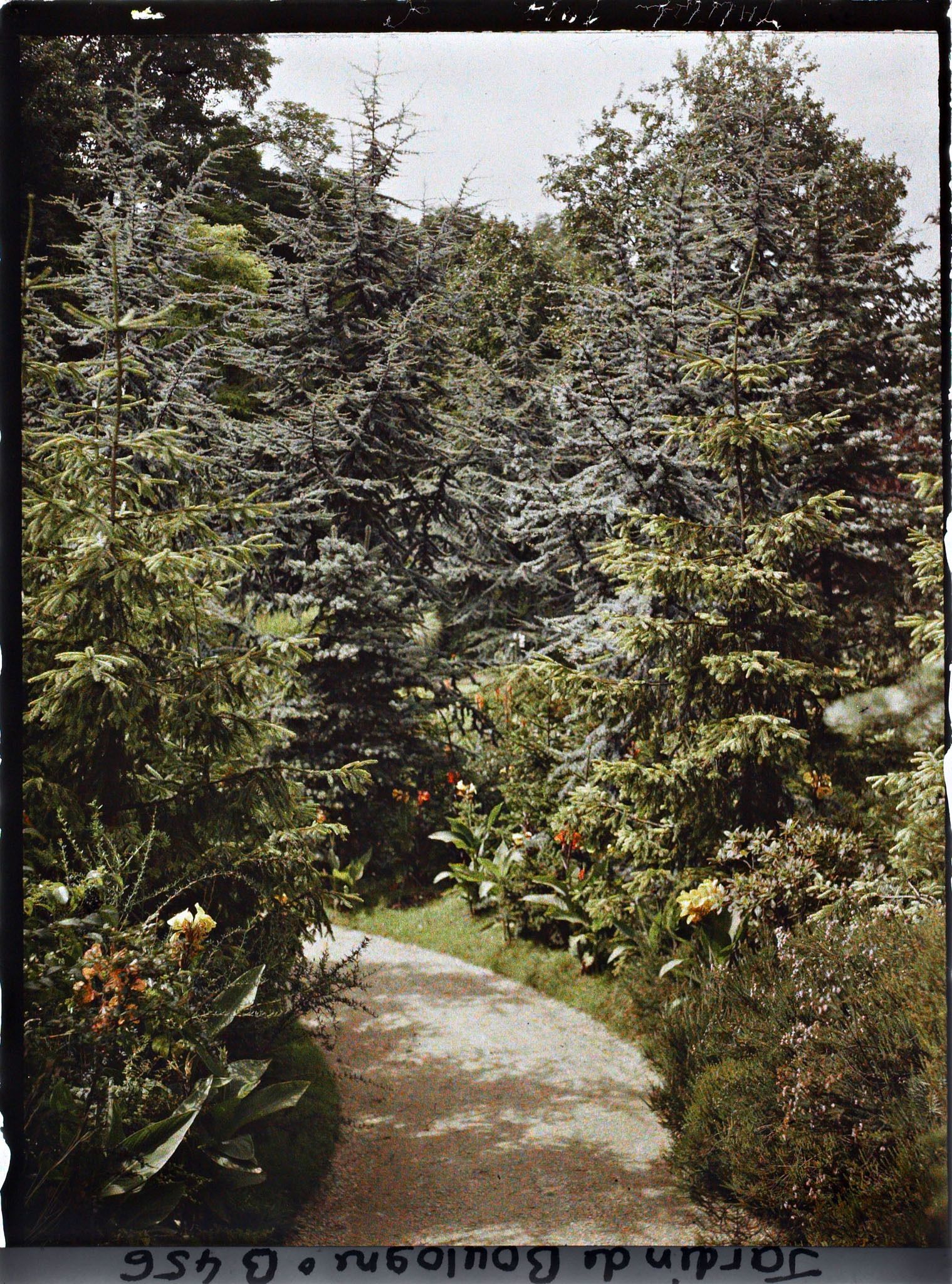 Image représentant Allée de la forêt bleue bordée de cannas en fleurs