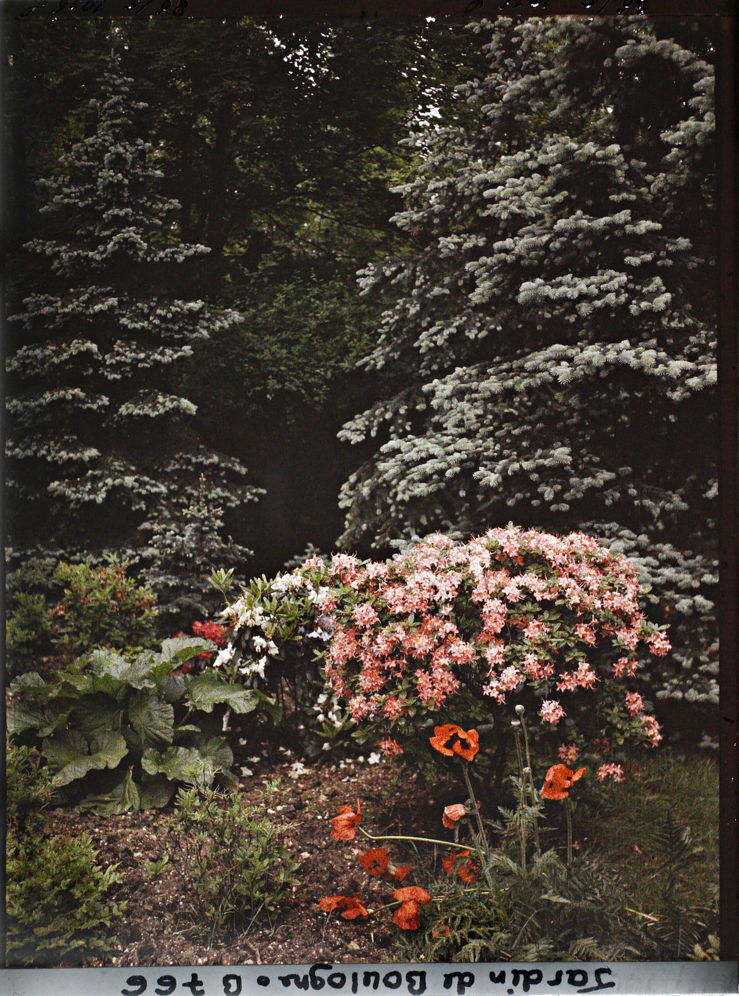 Image représentant Azalées et pavots en bordure de la forêt dorée