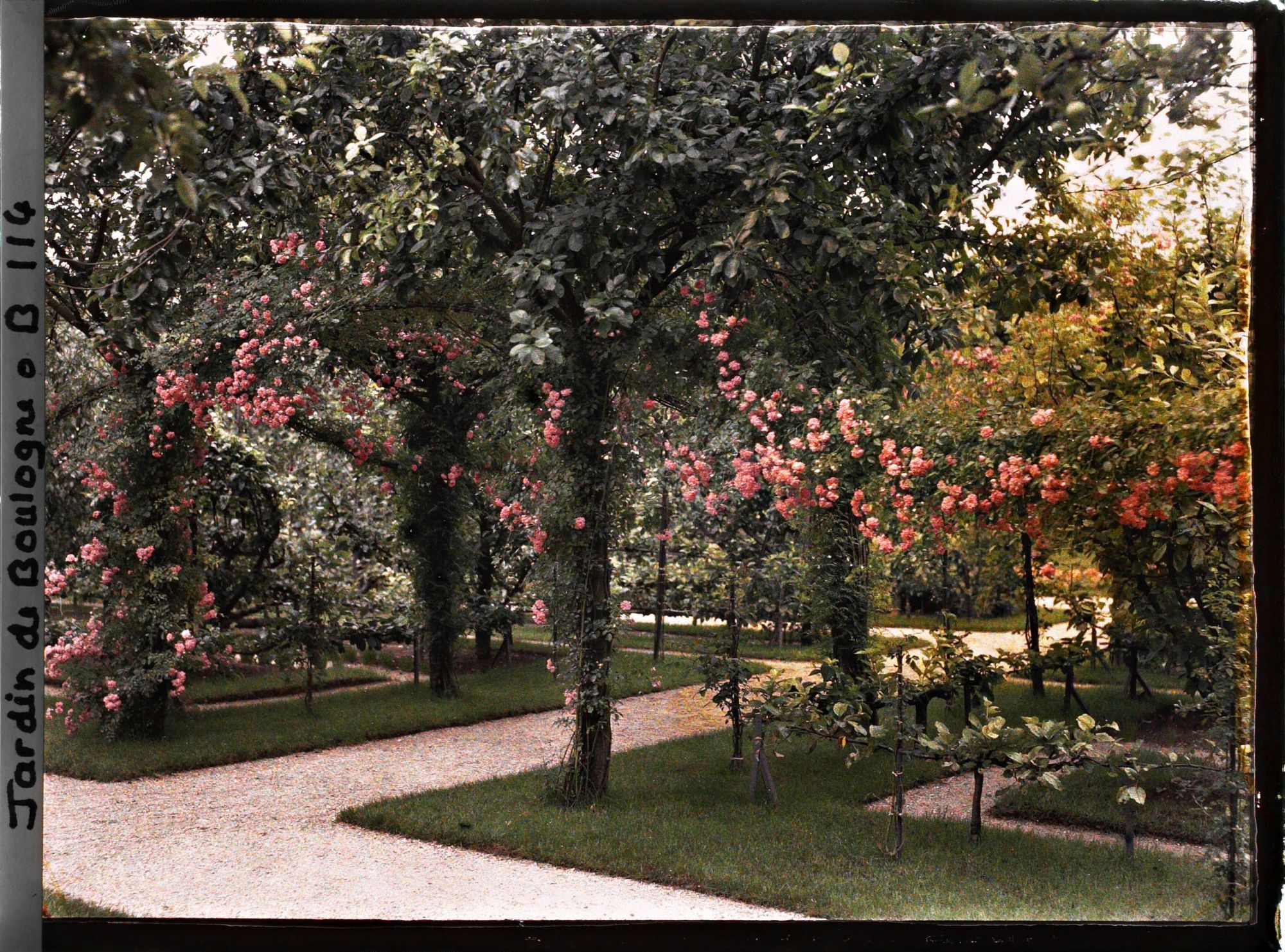 Image représentant Partie du verger-roseraie, située à l'ouest du rond-point proche du jardin français