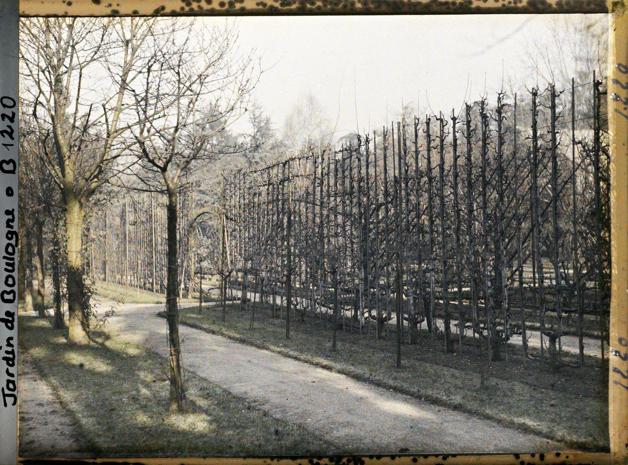 Image représentant Allée bordée de fruitiers palissés menant à la forêt bleue, dans la partie ouest du verger-roseraie