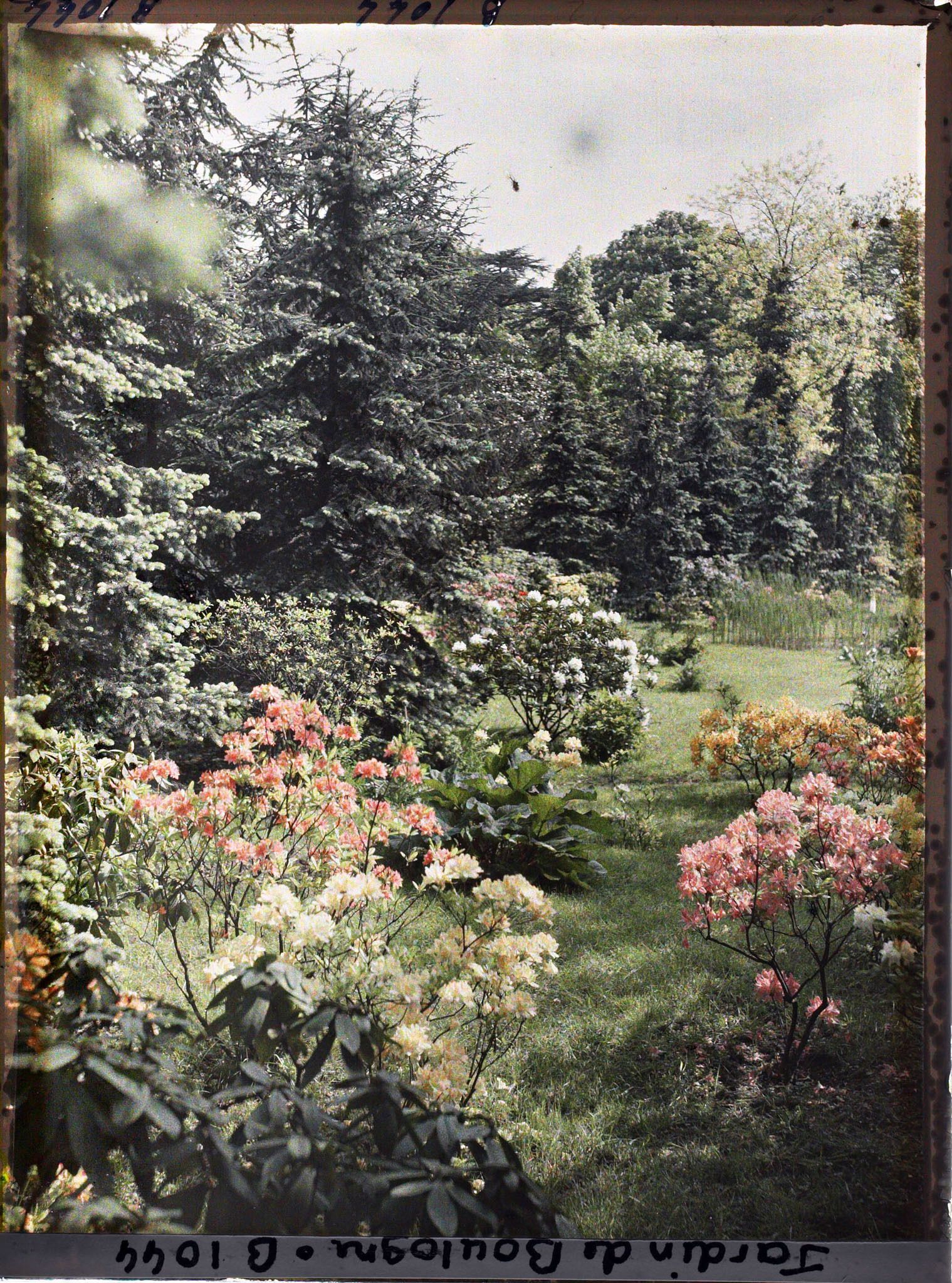 Image représentant Azalées dans la forêt bleue, à l'arrière-plan le marais