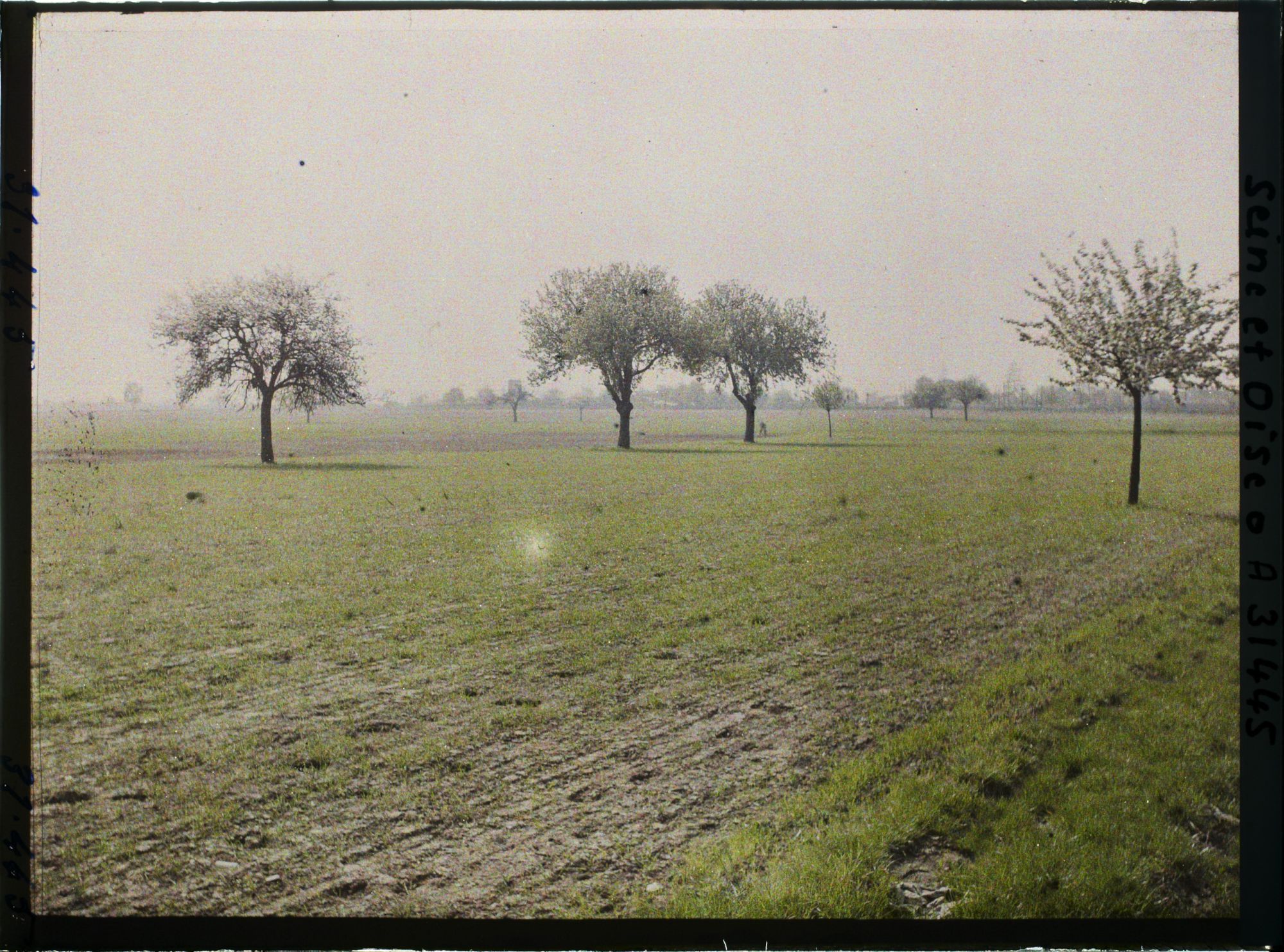 Image représentant France , Trappes (Seine et Oise), Un Champs de blé