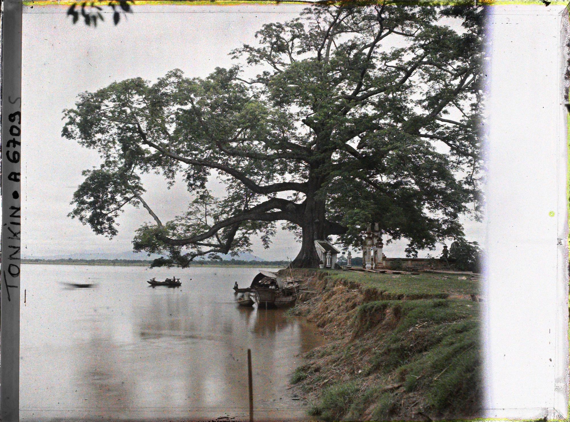 Image représentant Le grand Banian (Ficus Indica), près du confluent du Fleuve Rouge et de la rivière Claire