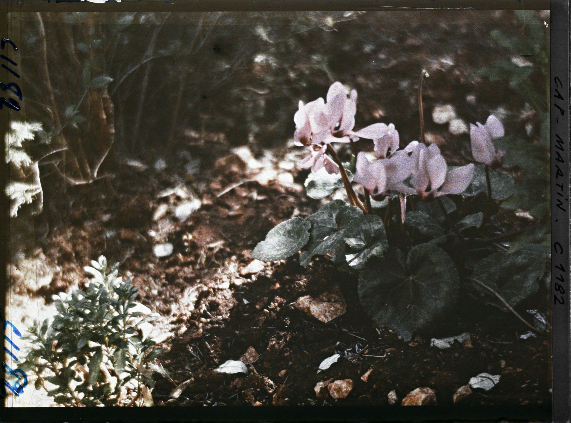 Image représentant Lumière de sous-bois sur cyclamens roses en fleurs