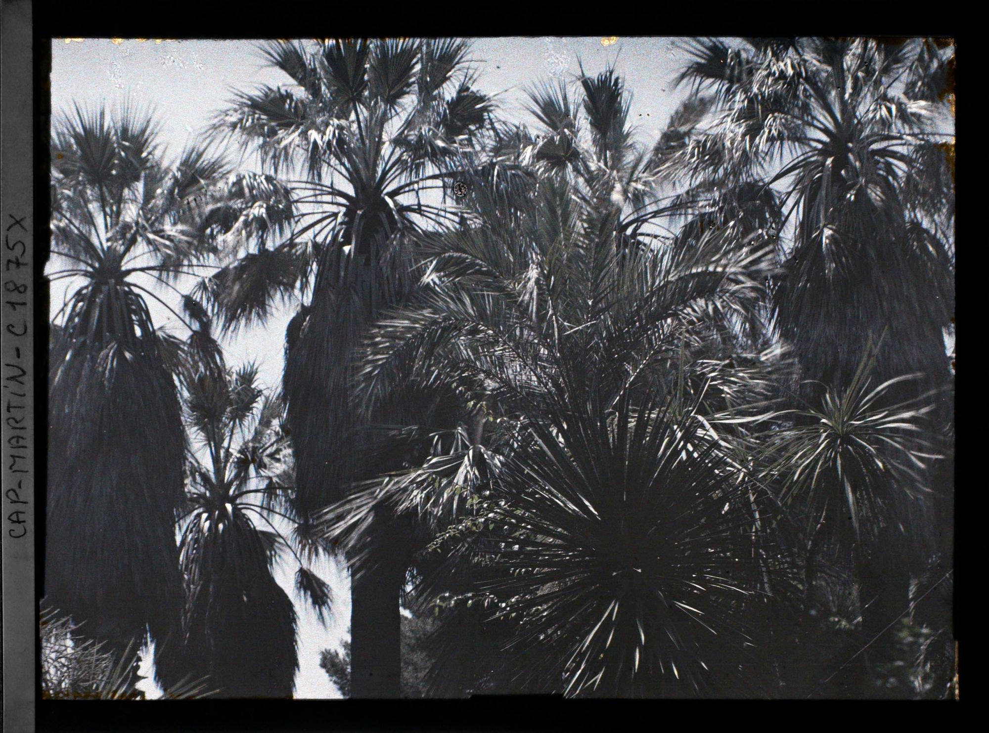 Image représentant Ensemble de palmiers et autres plantes exotiques, vu à contre-jour