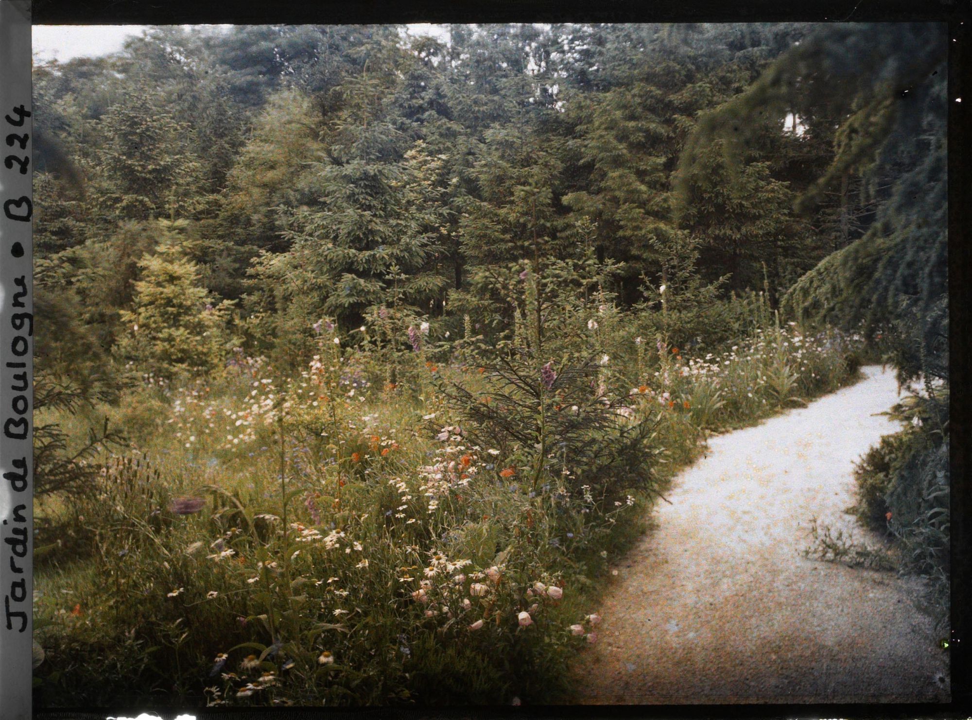 Image représentant La prairie vue en direction de la forêt vosgienne