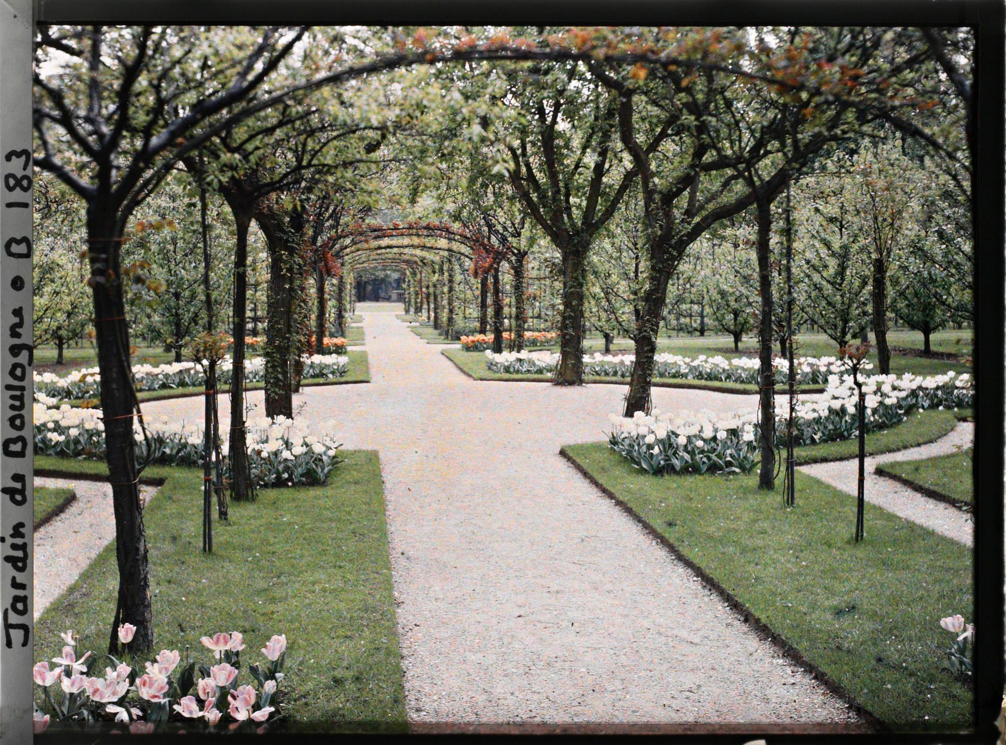 Image représentant Axe central du verger-roseraie photographié non loin de la dépendance, en direction du jardin anglais