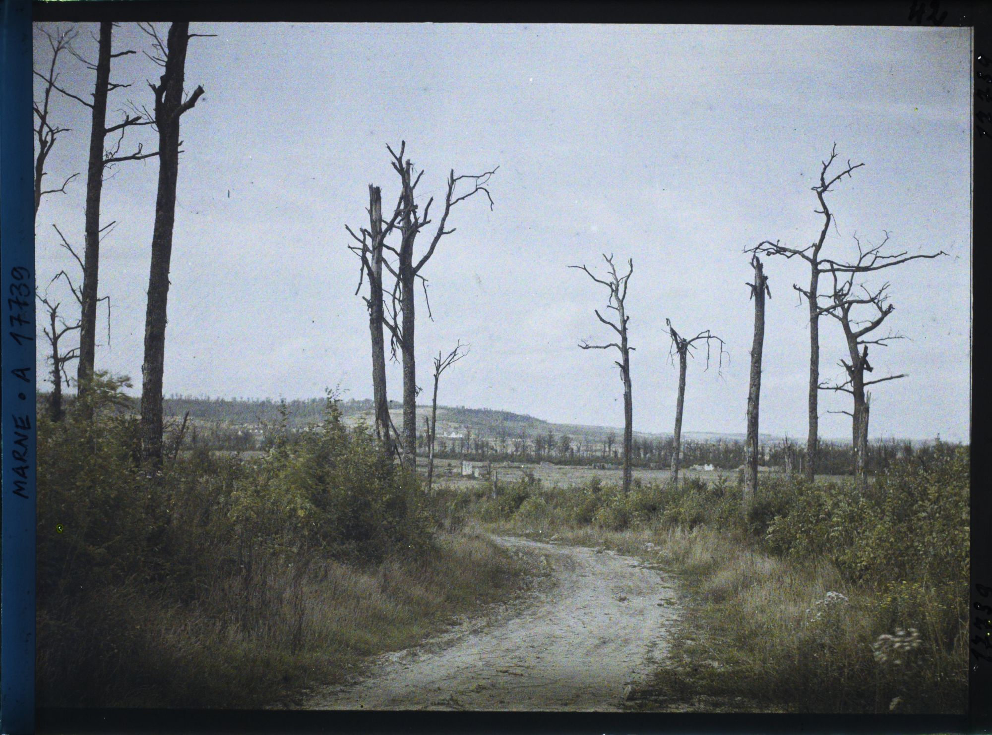 Image représentant France, Forêt de Vauclère, Forêt de Vauclère, arbres déchiquetés