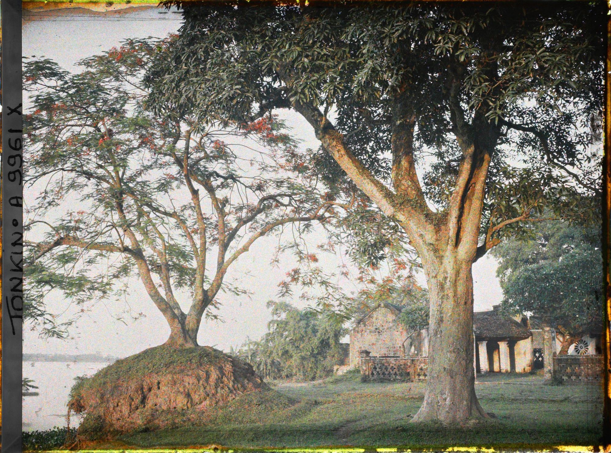 Image représentant Un coucher de soleil sur les flamboyants en fleurs, au bord du Fleuve Rouge