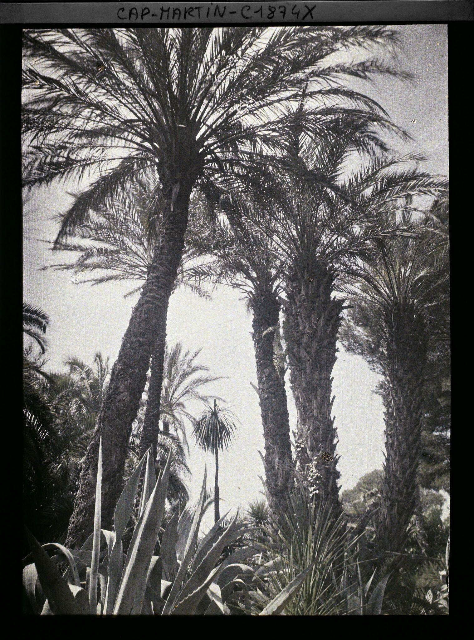 Image représentant Groupe de palmiers dominant diverses plantes exotiques, vu en direction de la mer