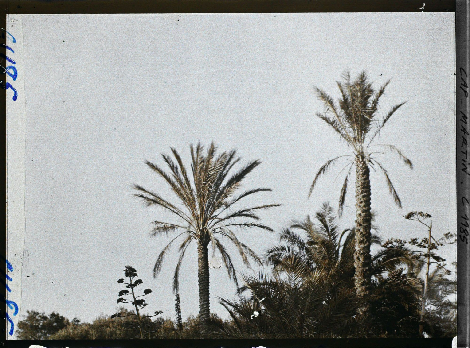 Image représentant le jardin