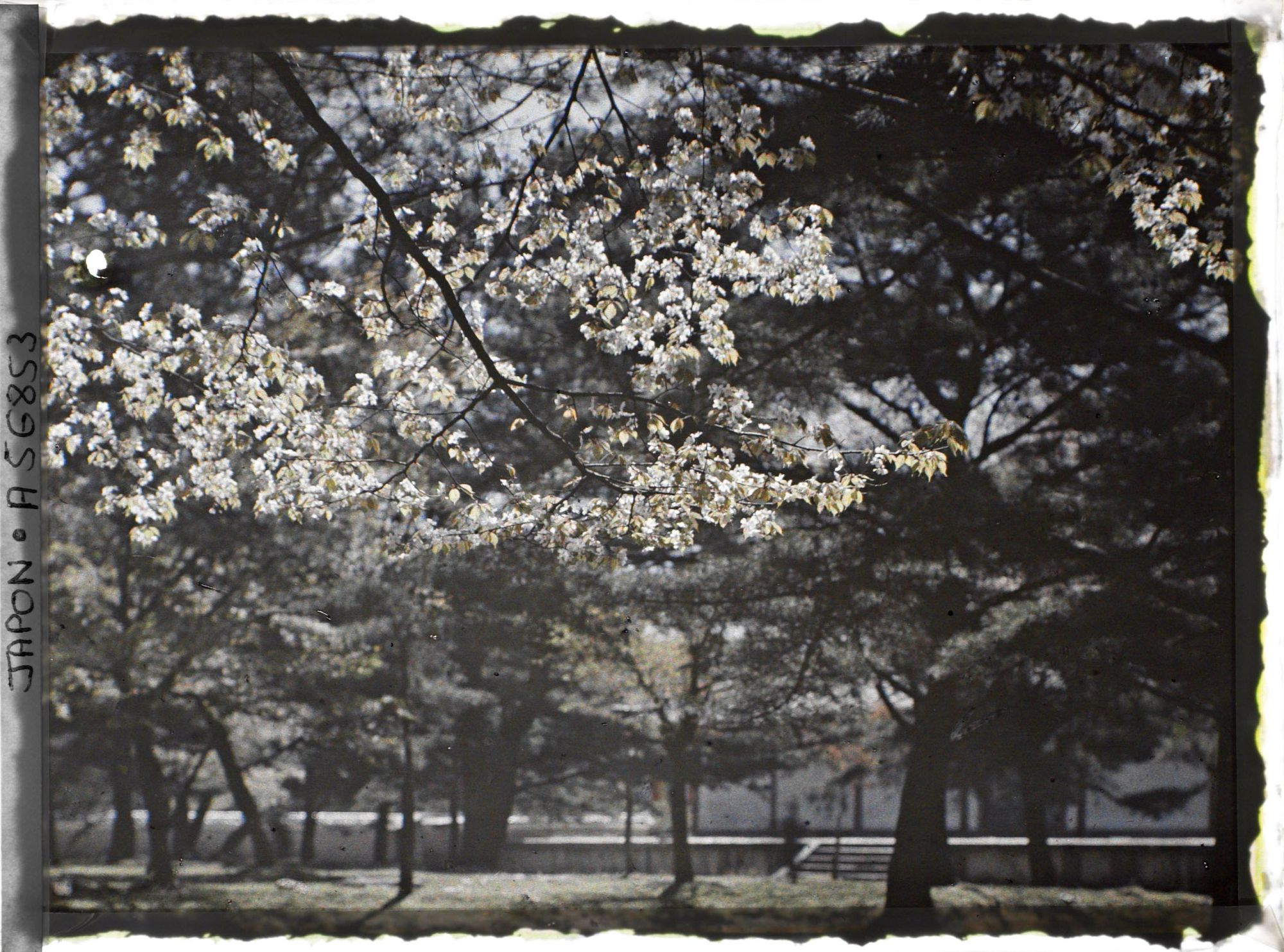 Image représentant Cerisiers en fleurs