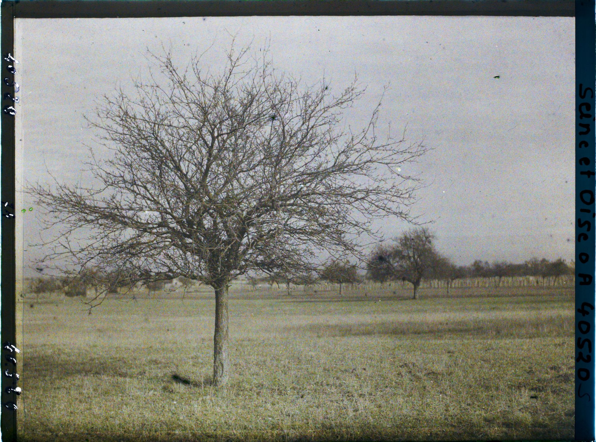Image représentant France, Les Clayes, Un pommier