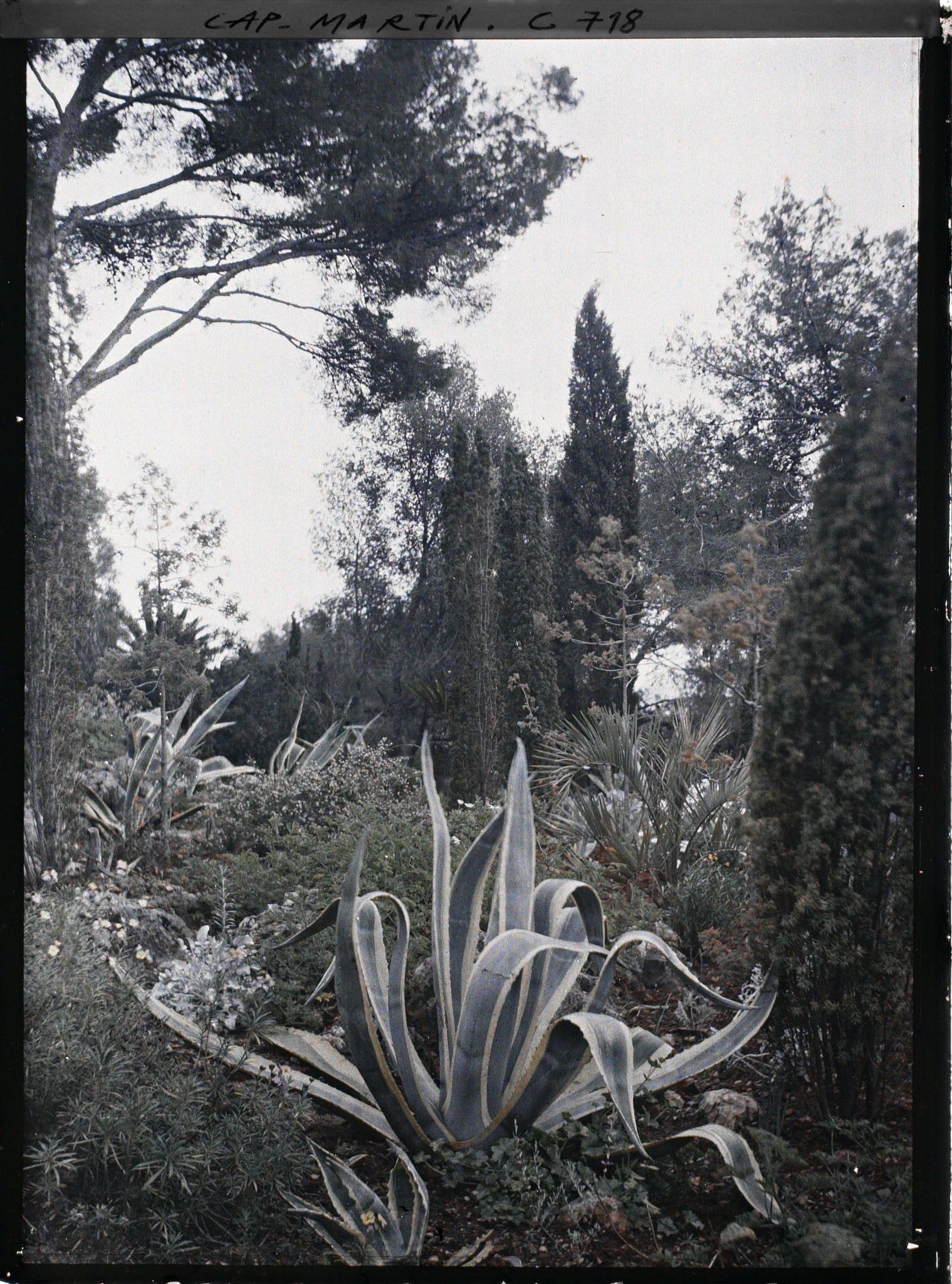 Image représentant Jardin divers