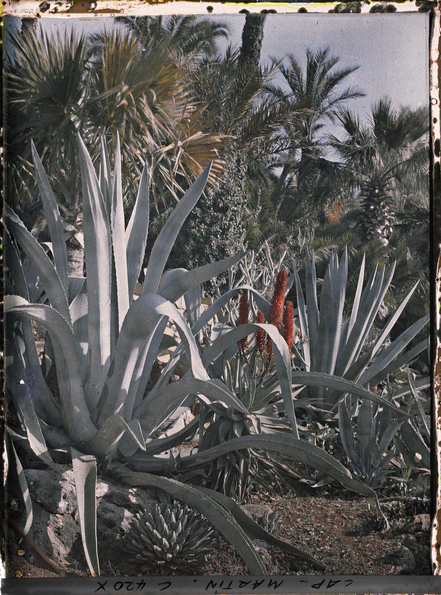 Image représentant Cap Martin Le Jardin