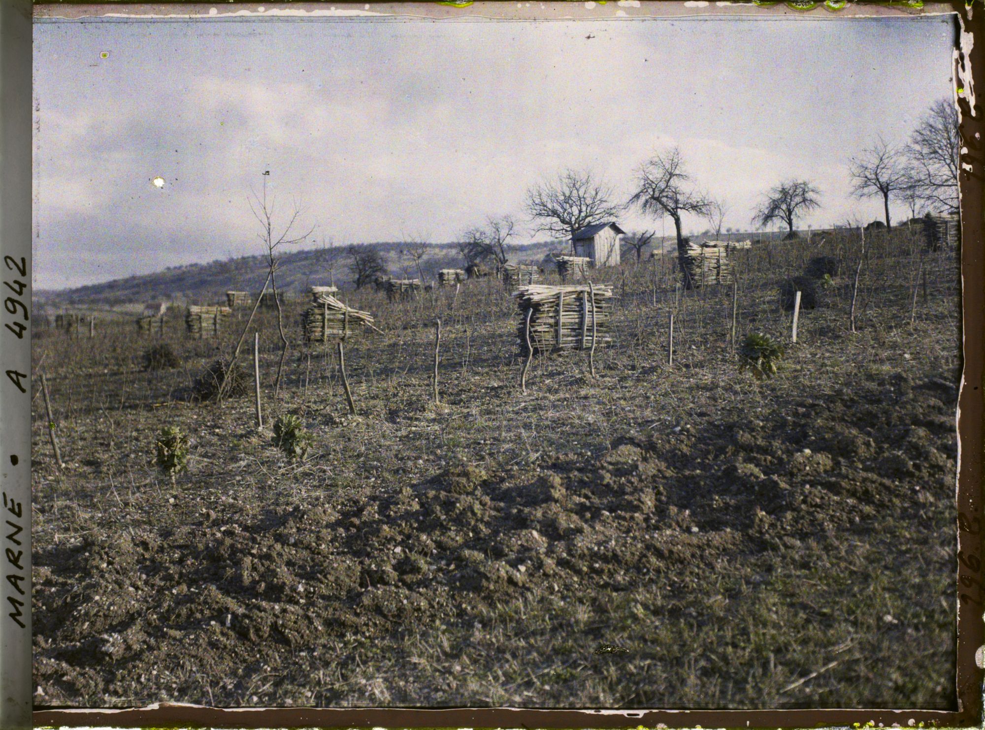 Image représentant Culture de la vigne