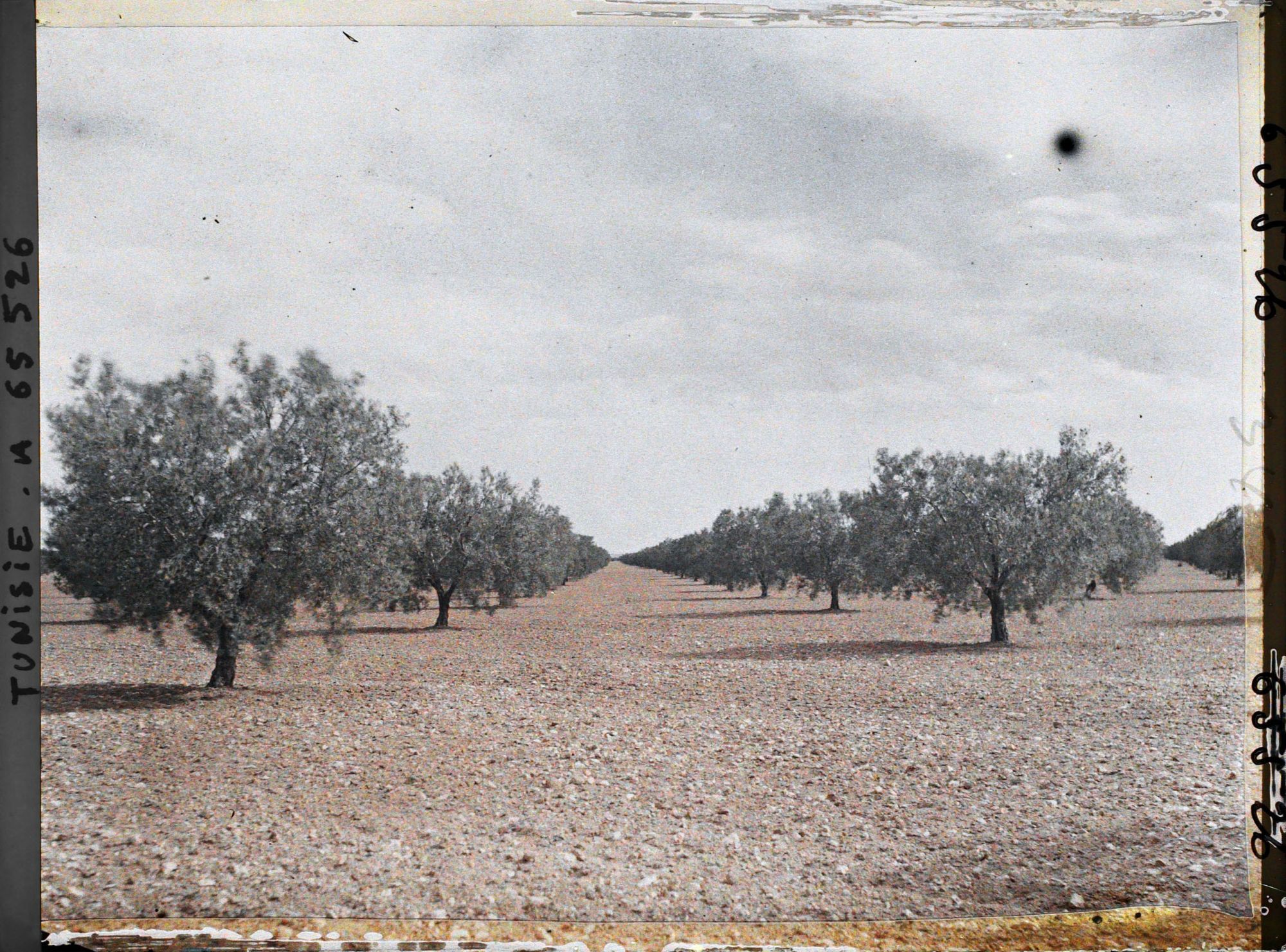 Image représentant Oliviers de 25 ans