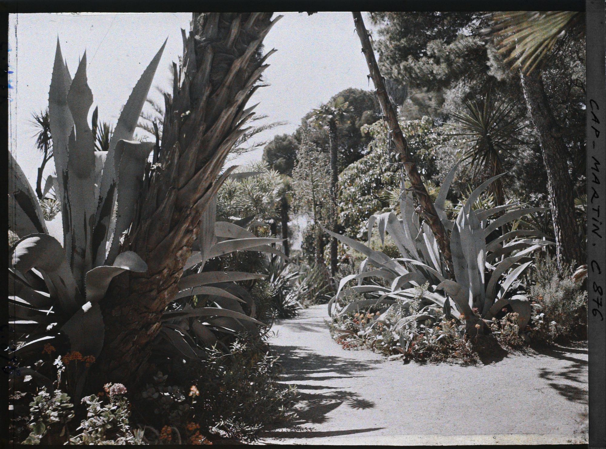 Image représentant Une allée de plantes exotiques