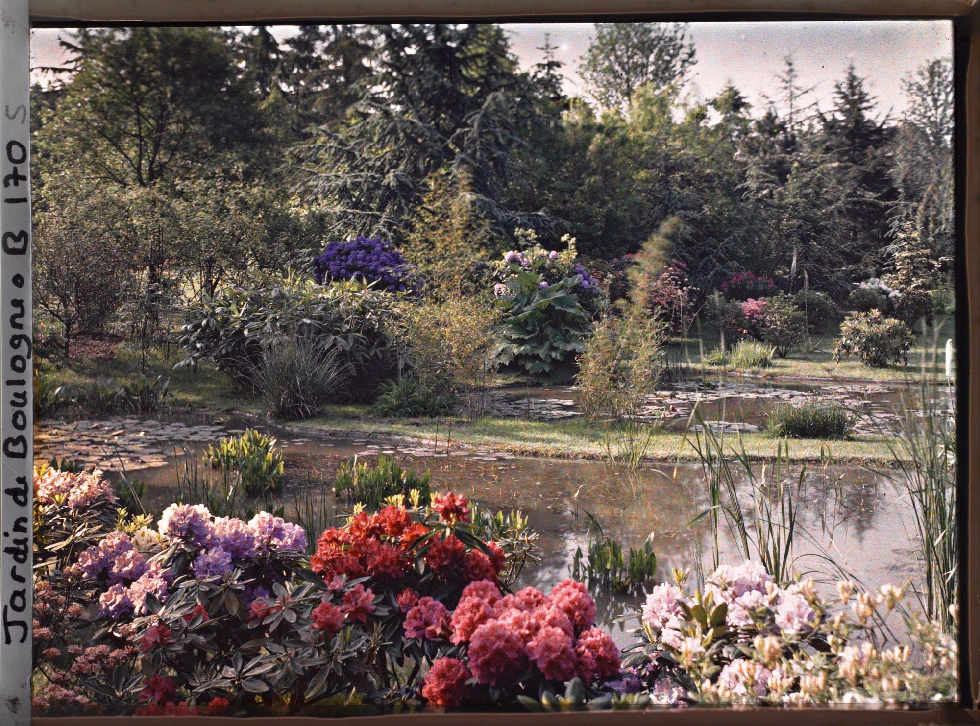 Image représentant Massif de rhododendrons et d'azalées bordant les étangs du marais à l'est