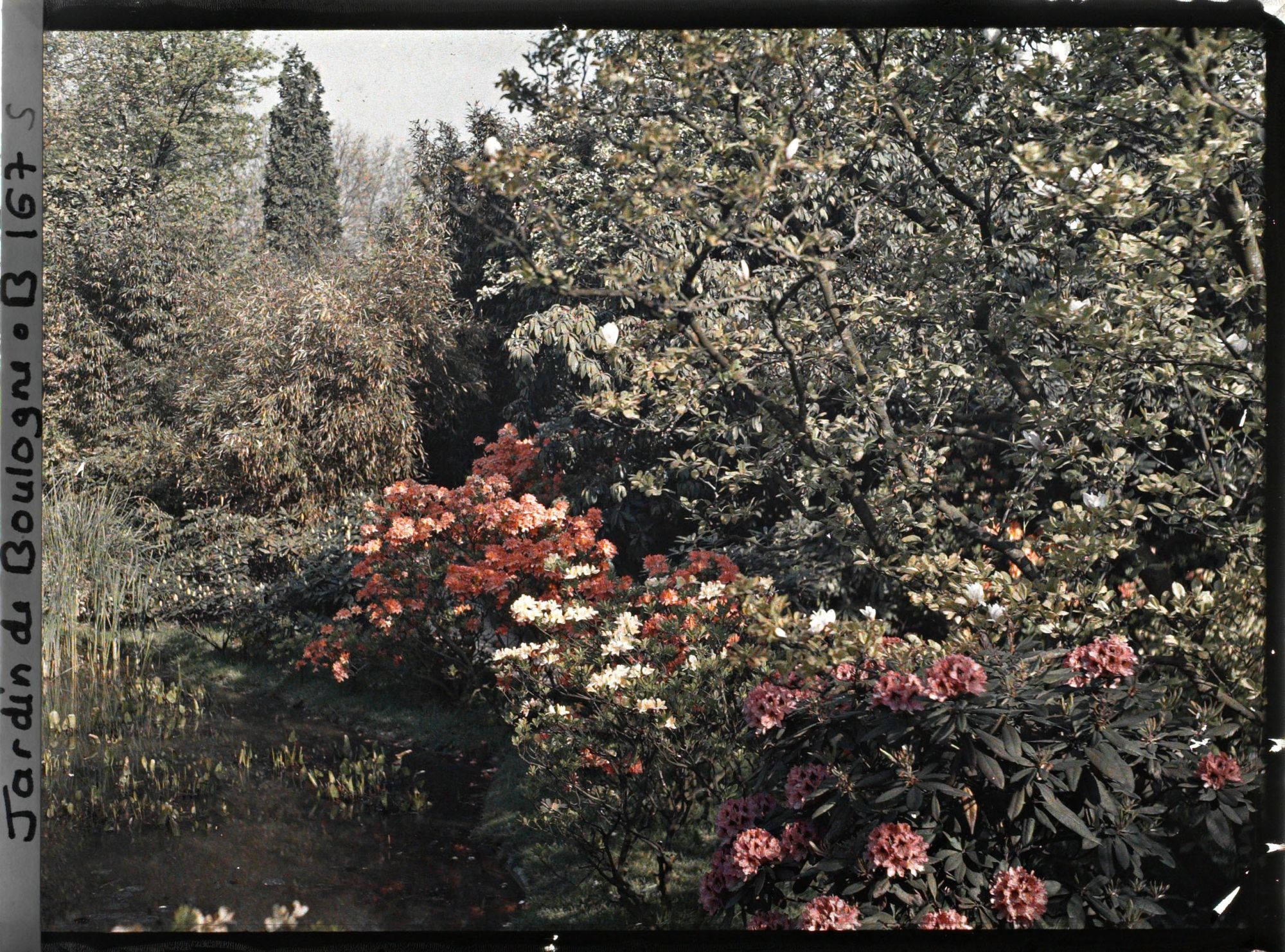 Image représentant Massifs d'azalées et de rhododendrons en bordure d'un étang au nord-est du marais