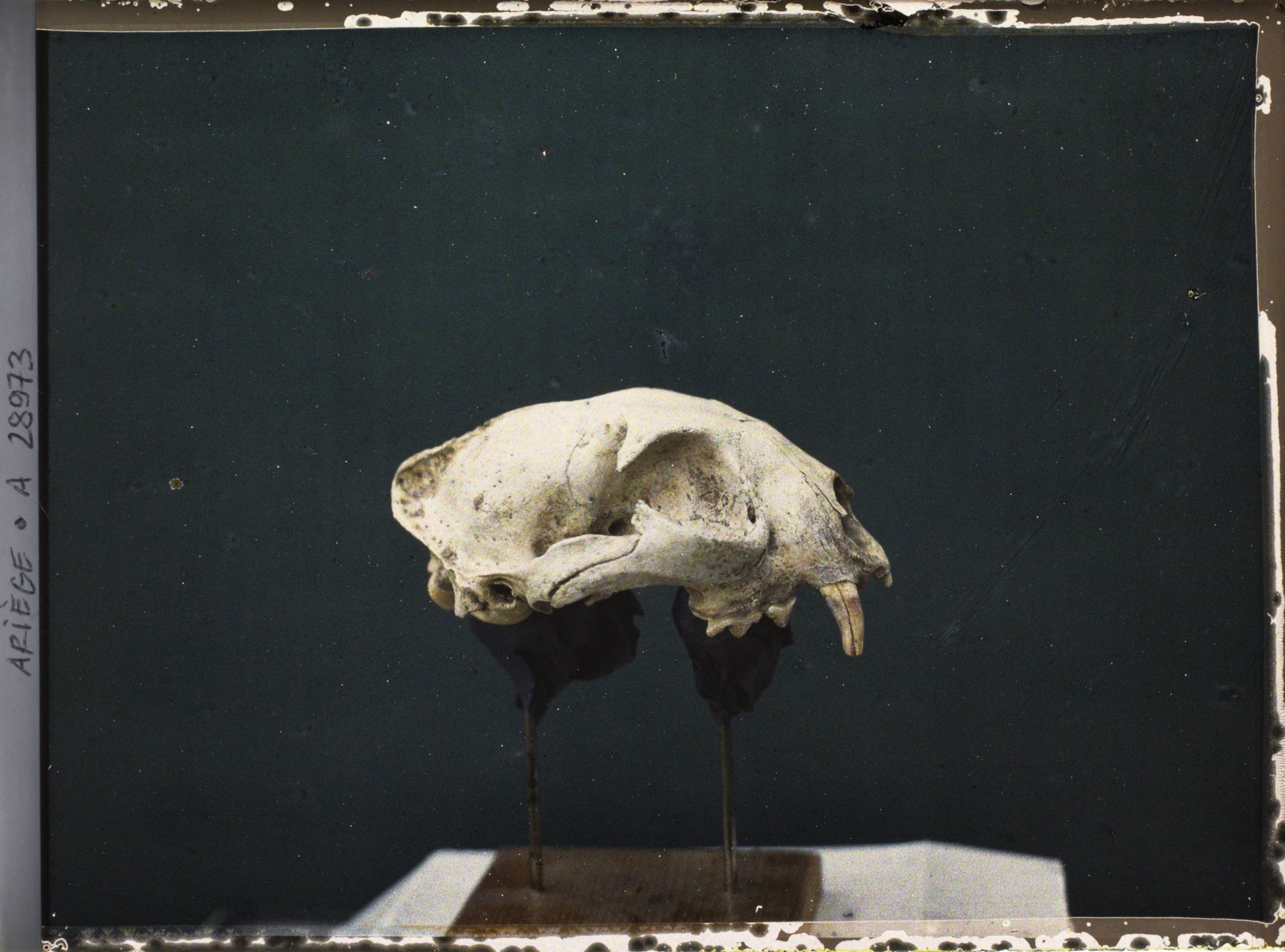 Image représentant Crâne de panthère vu de profil