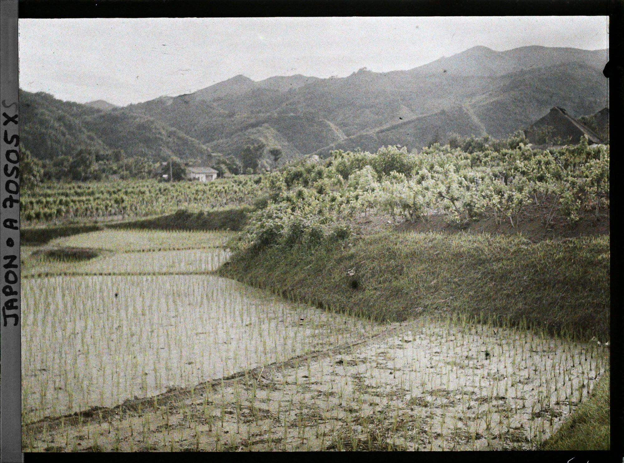 Image représentant Rizières repiquées et mûriers