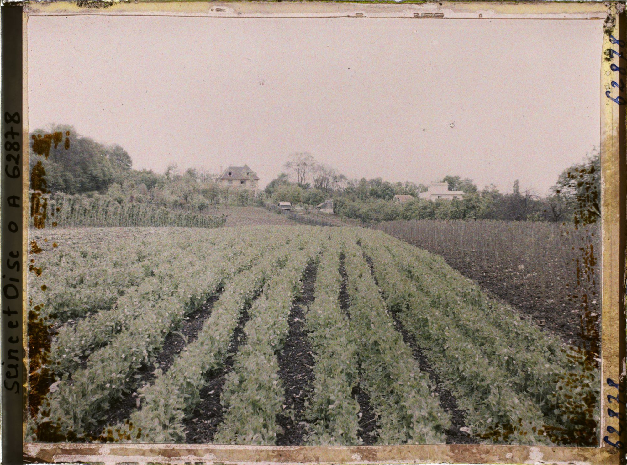 Image représentant France, Louveciennes, Culture de pois