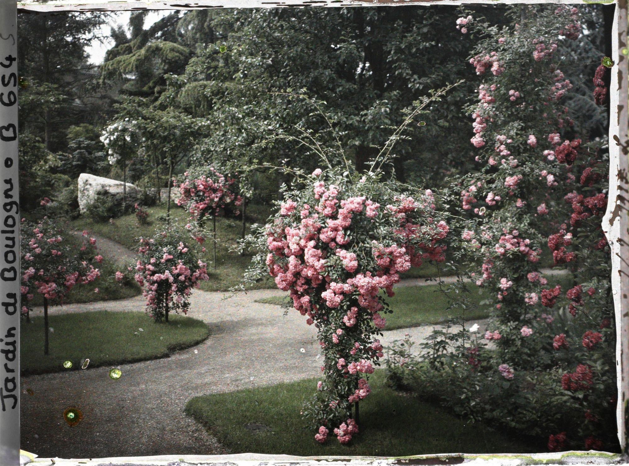 Image représentant Coin sud-est du verger-roseraie orné de rosiers en fleurs, situé à la limite du jardin japonais