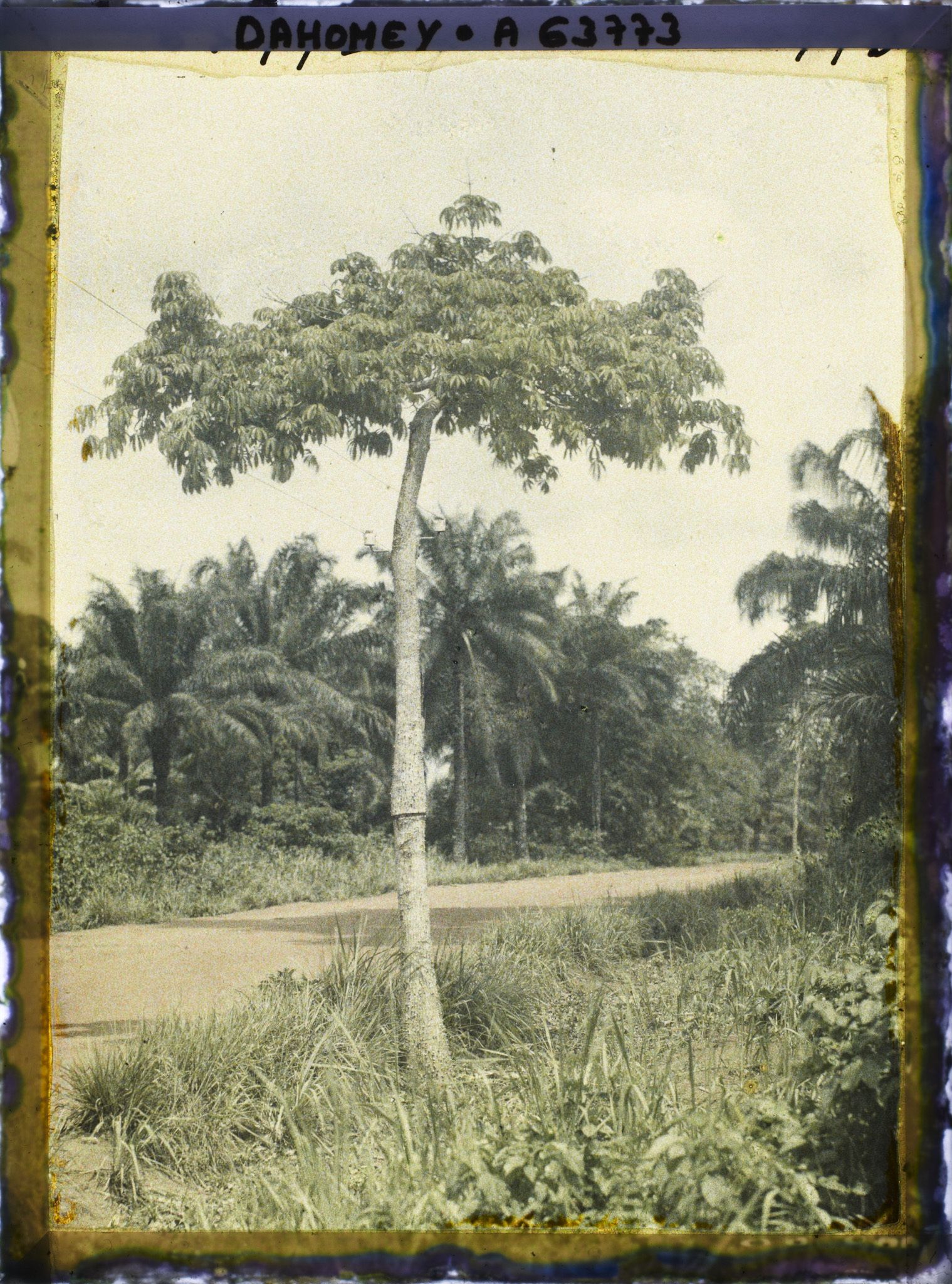 Image représentant Ligne télégraphique suspendue à un kapokier le long de la route d'Adjohoun