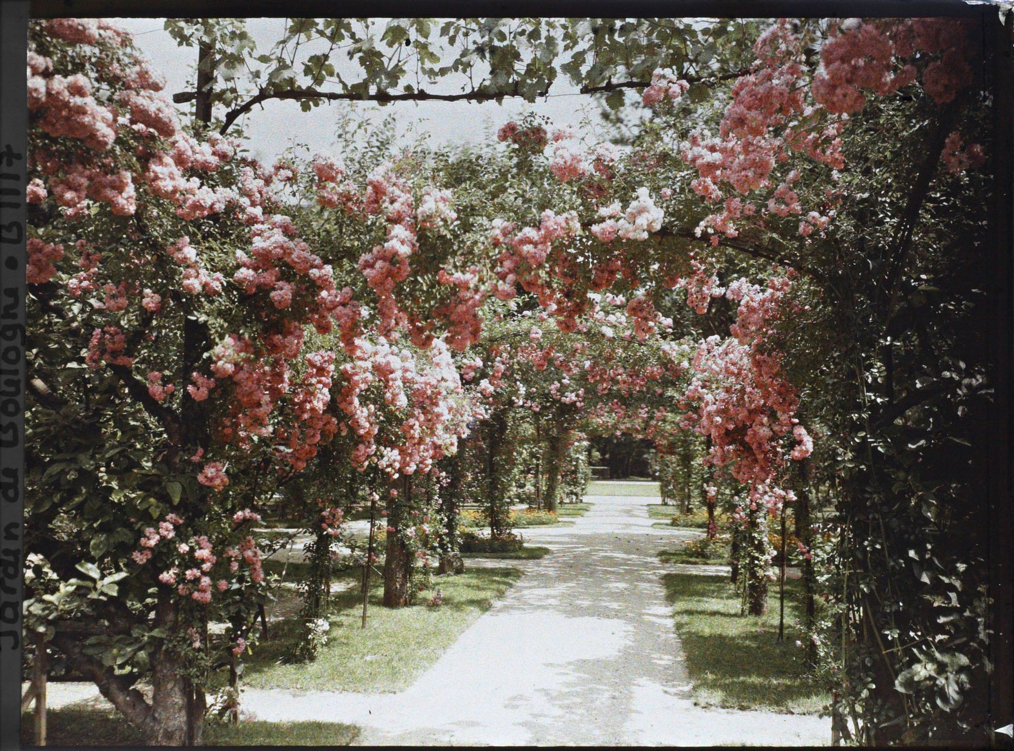 Image représentant Axe central du verger-roseraie vu à mi-parcours, en direction du jardin anglais