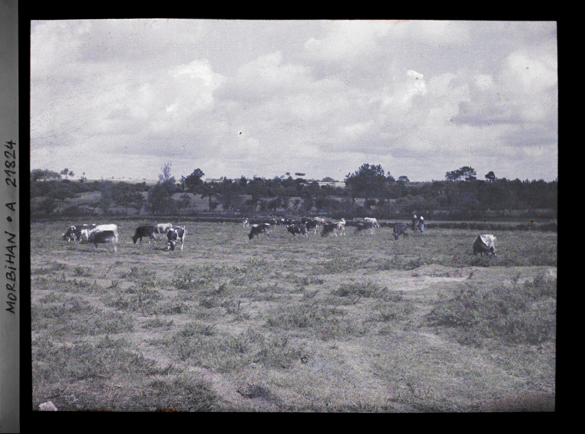 Image représentant Troupeau de vaches dans la lande, route d'Auray à Carnac