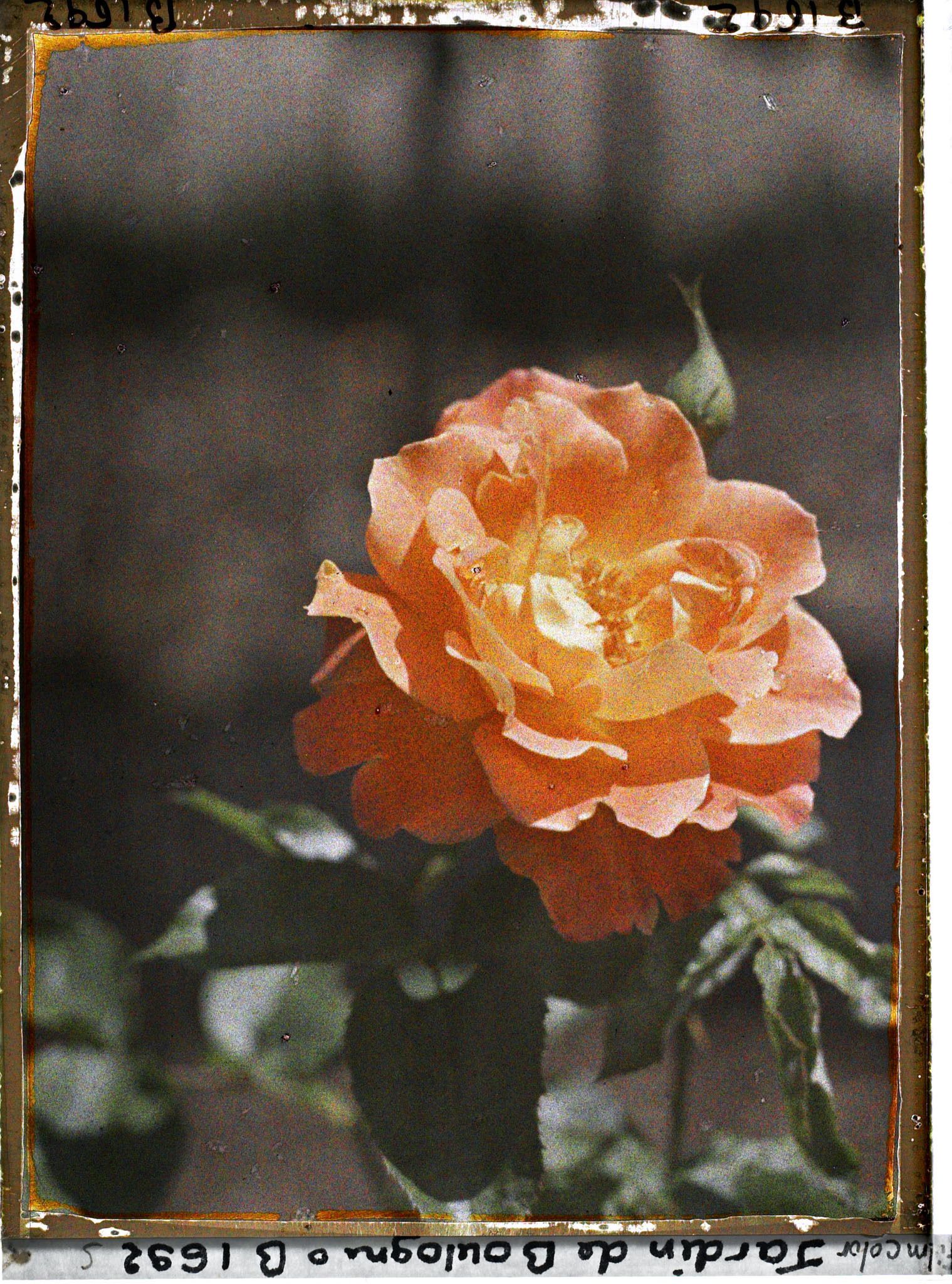 Image représentant Rose orangée