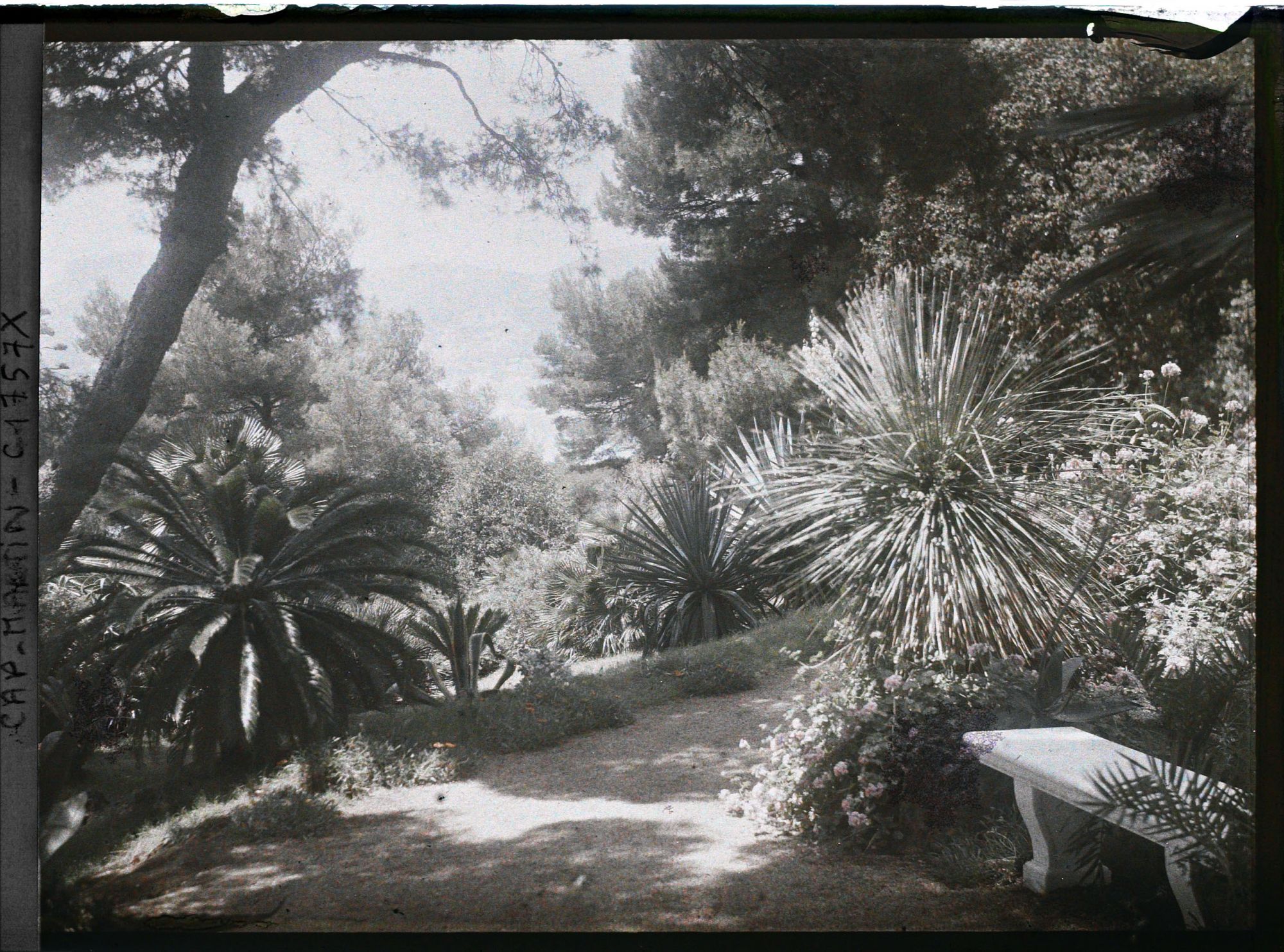 Image représentant Banc dans un coin du jardin de la villa Miramar, vu en direction de Monaco