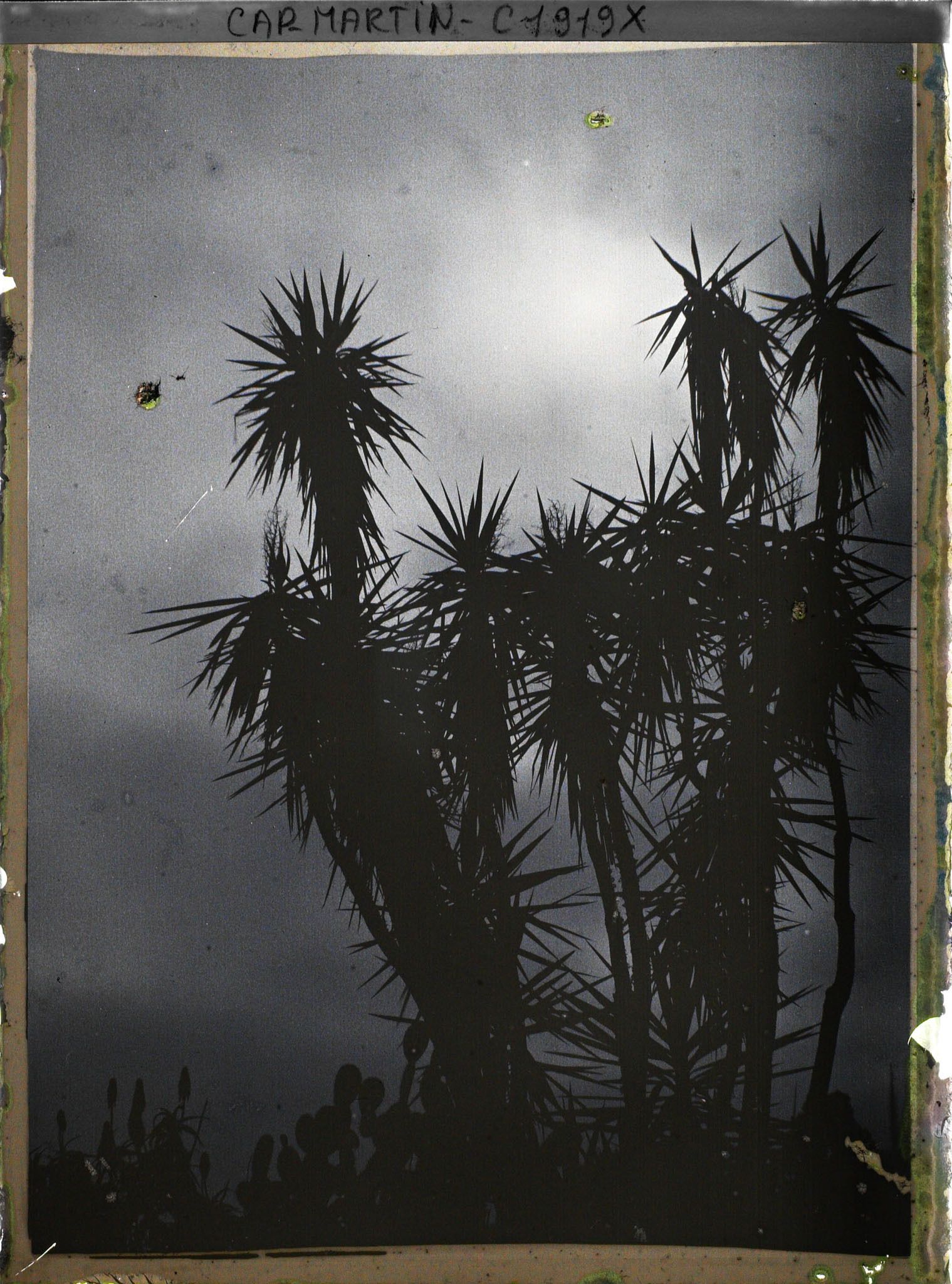 Image représentant Yucca ou cordyline et autres plantes exotiques, vues à contre-jour dans la lumière du soir