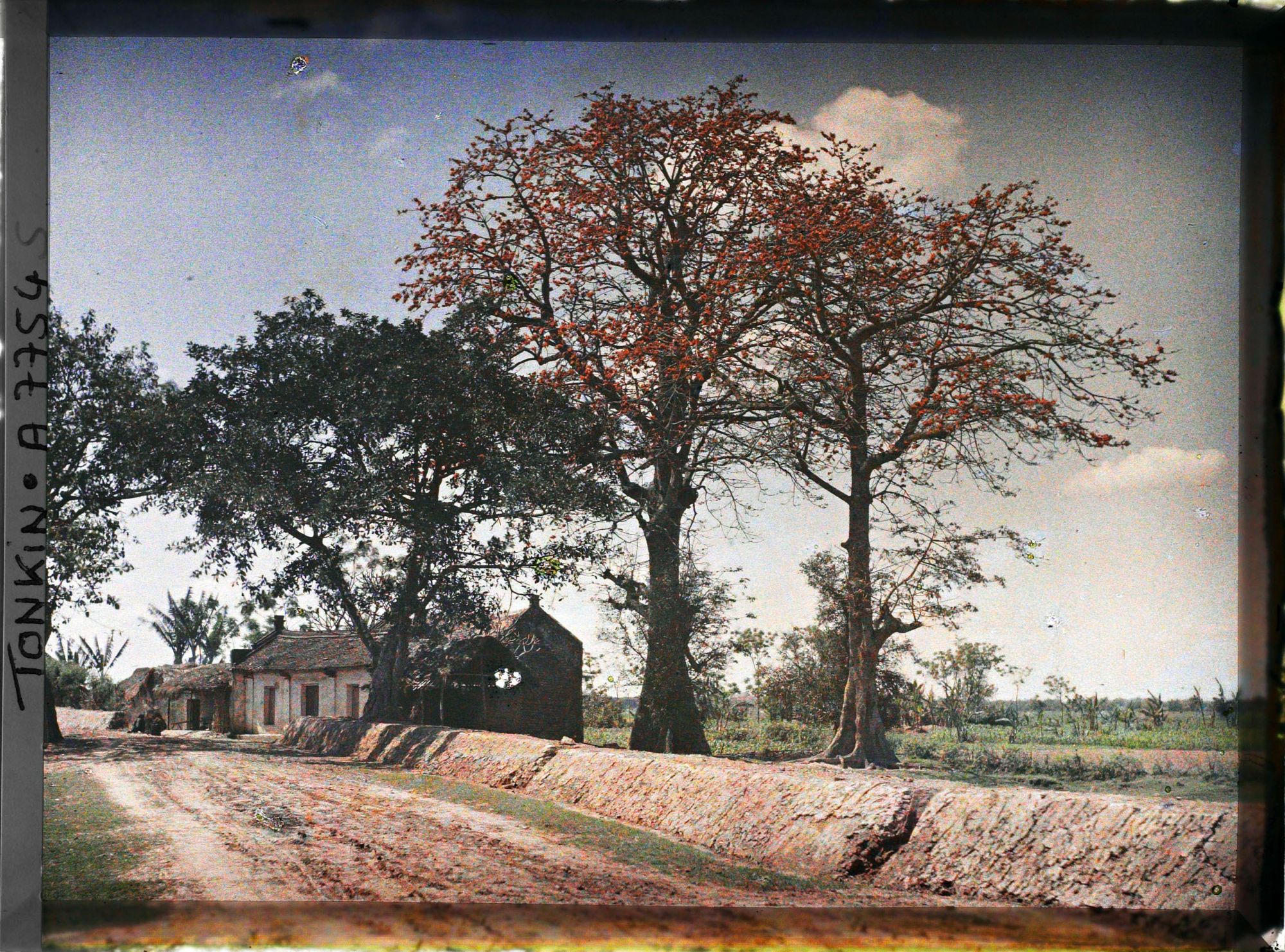 Image représentant Des kapokiers en fleurs aux abords d'un village, le long de la route