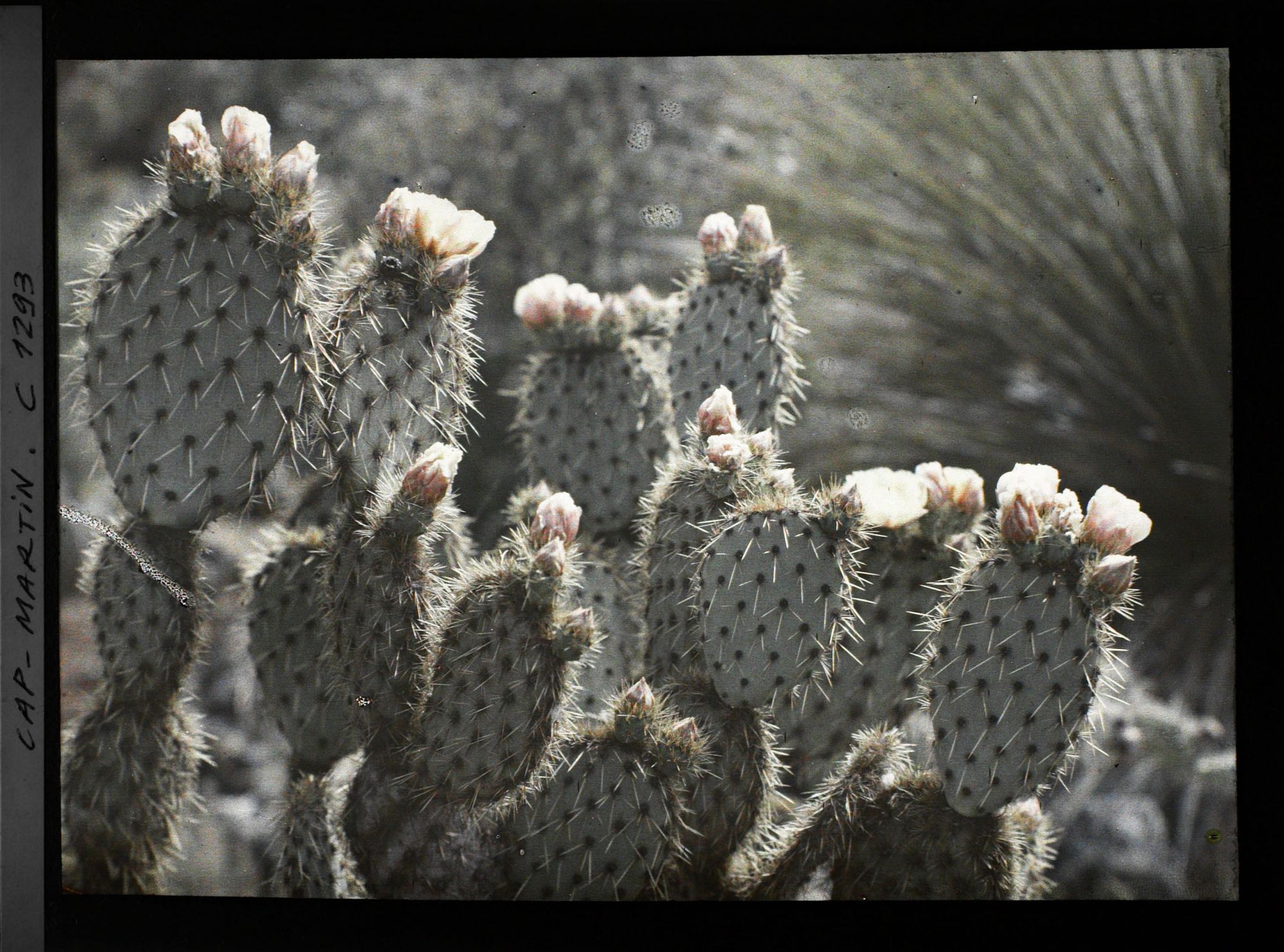 Image représentant Opuntia en fleurs (rose-saumonées)