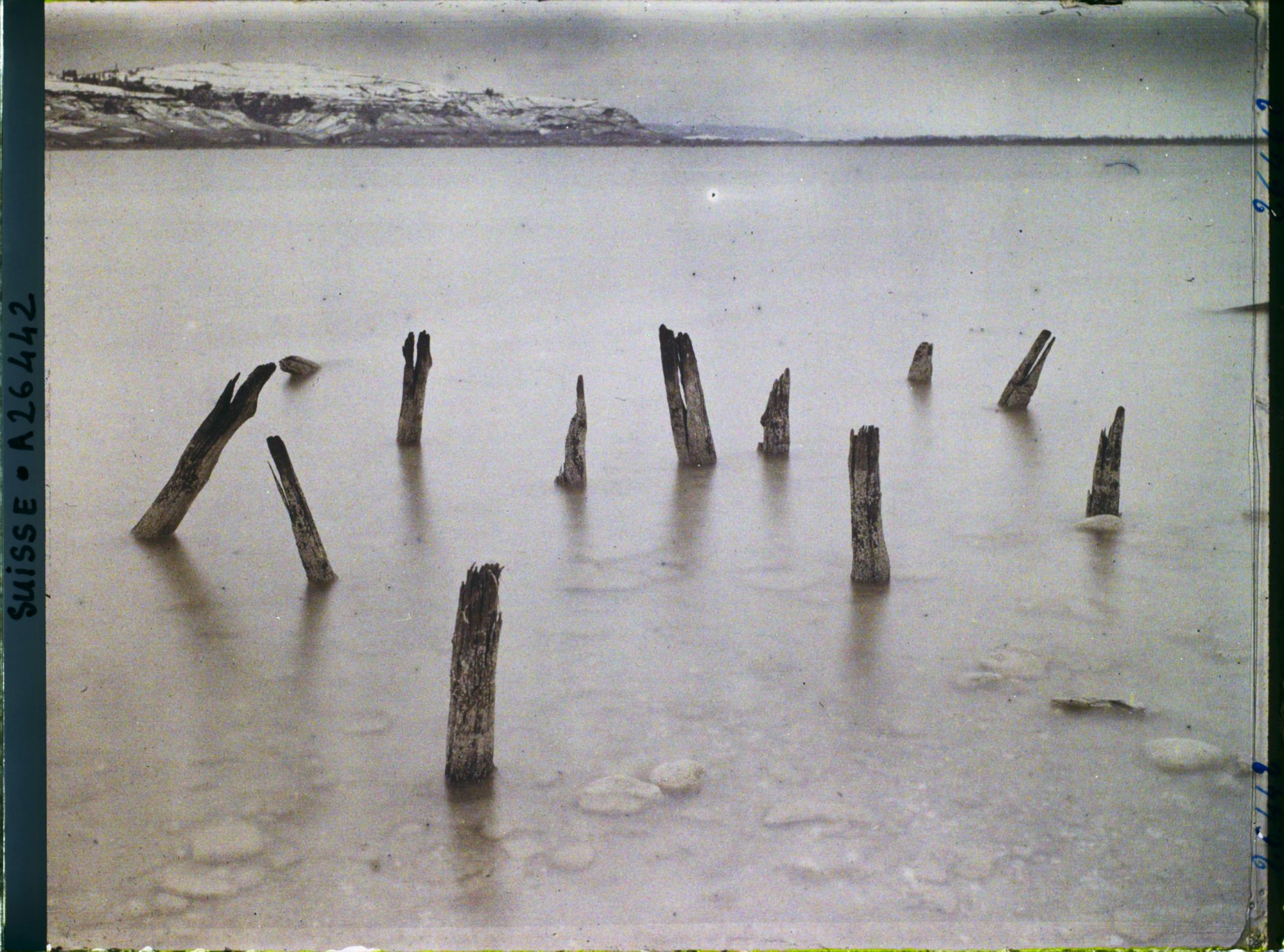 Image représentant Site palafittique préhistorique des Alpes, pieux en bois visibles lors de la baisse des eaux après la grande sécheresse de 1921