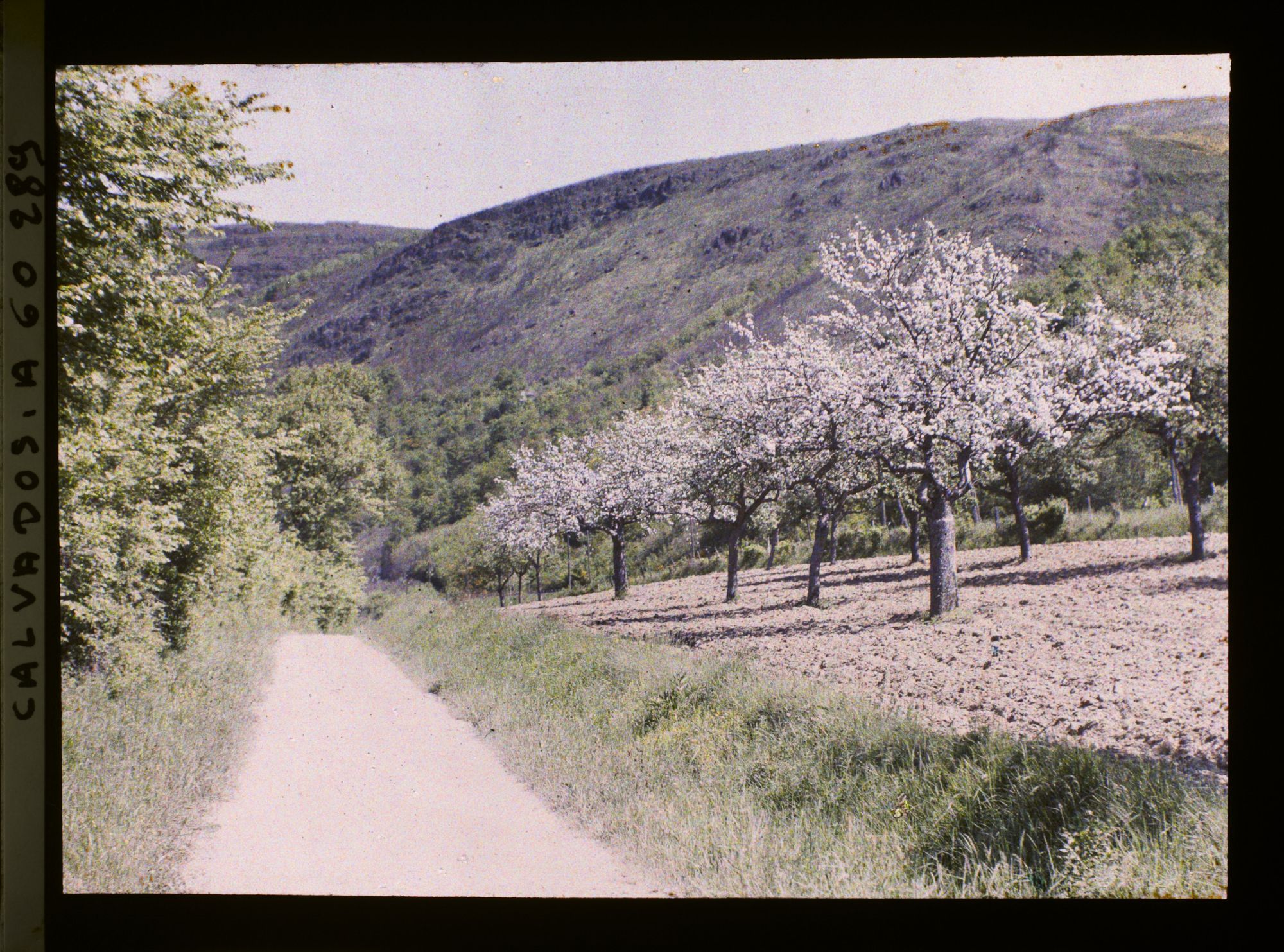 Image représentant Pommiers en fleurs