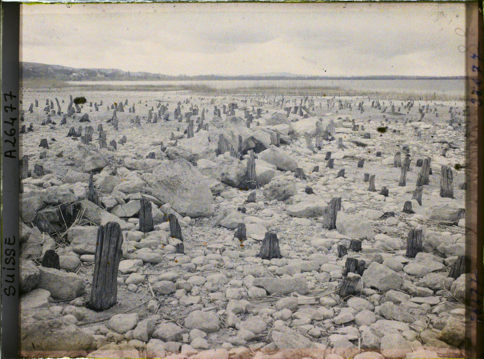 Image représentant Site palafittique préhistorique des Alpes, pieux en bois visibles lors de la baisse des eaux après la grande sécheresse de 1921
