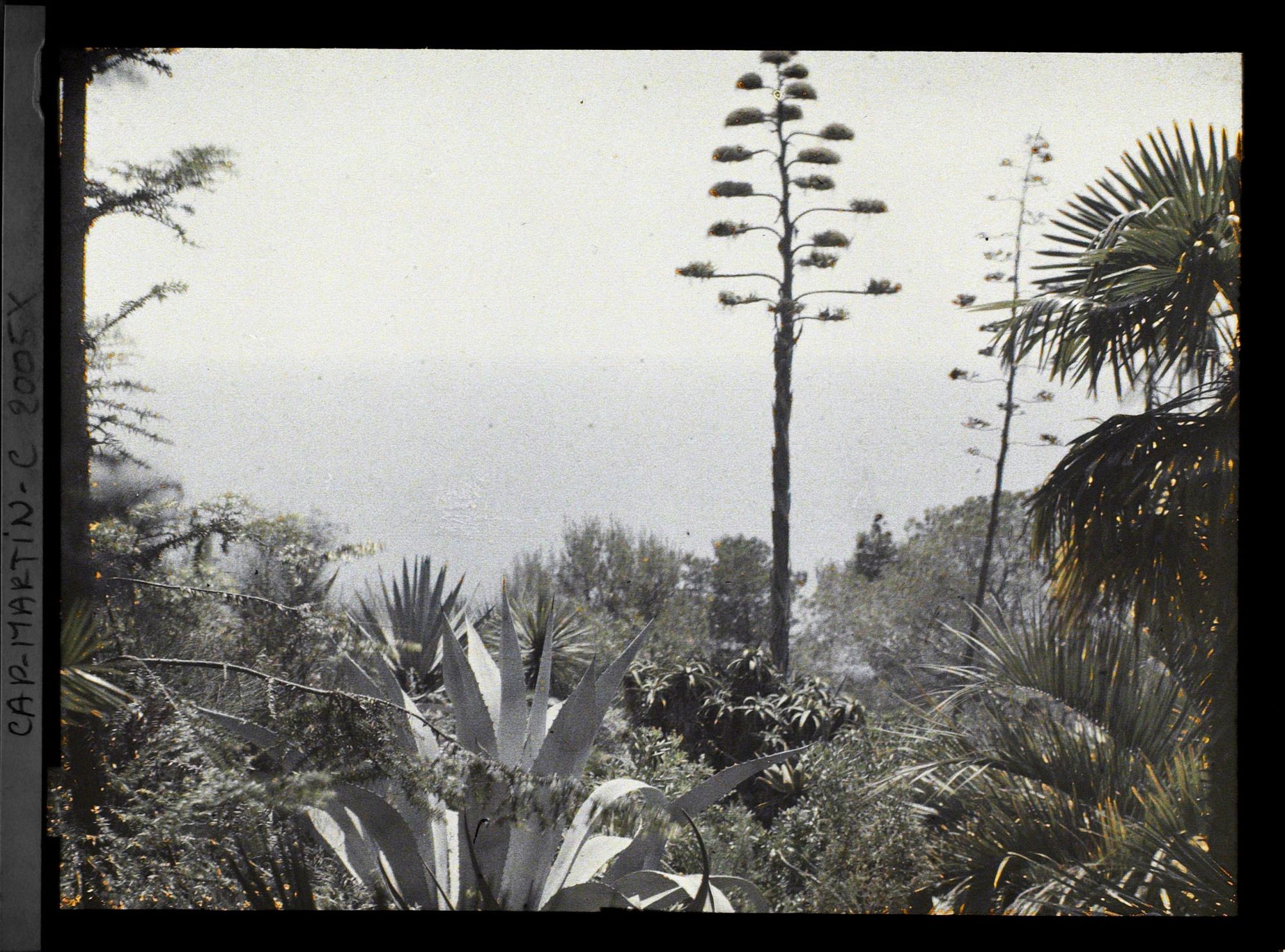Image représentant Agave, palmier et autres plantes exotiques surplombant la mer