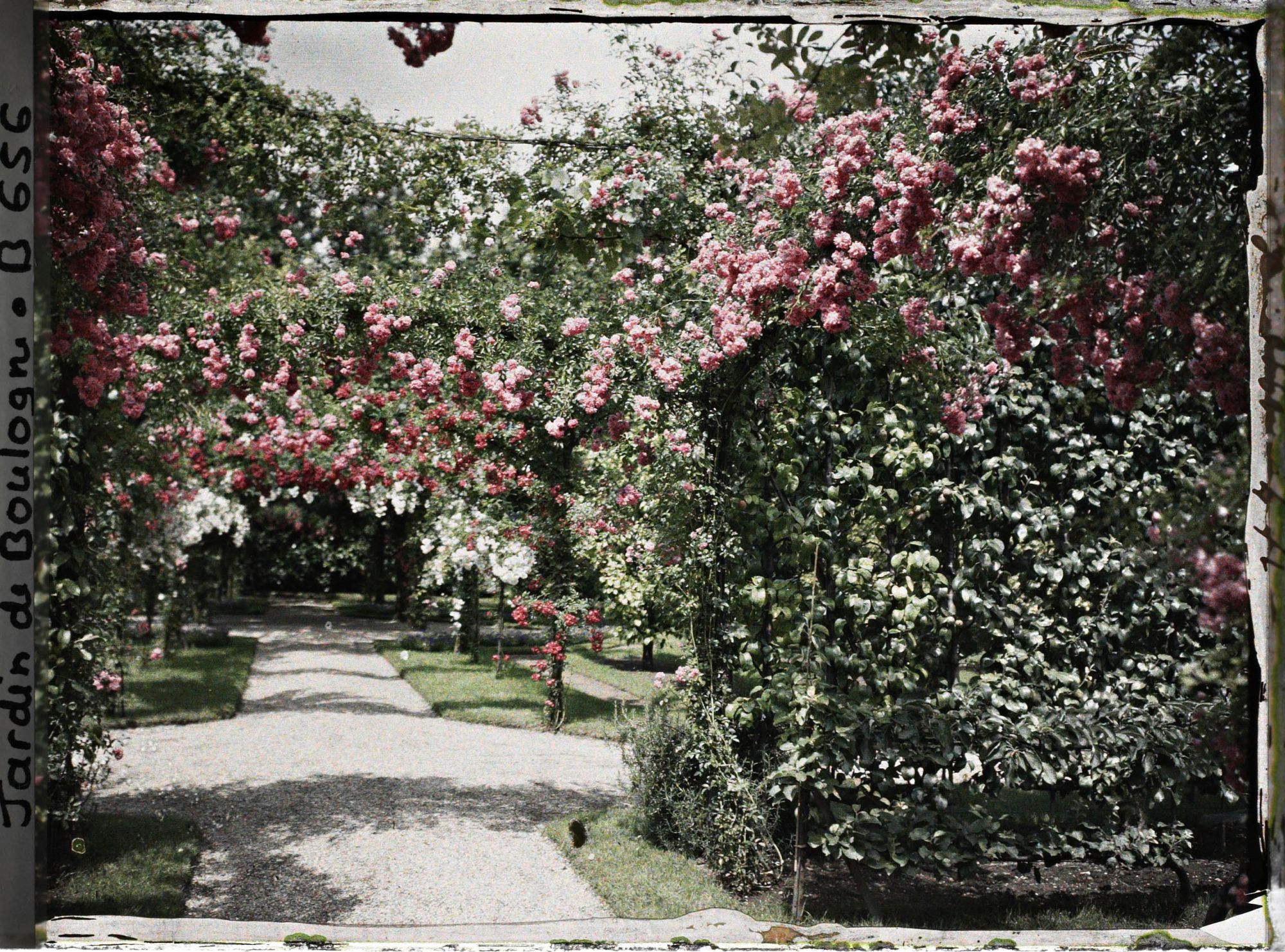 Image représentant Axe central du verger-roseraie vu près du second carrefour avant la dépendance