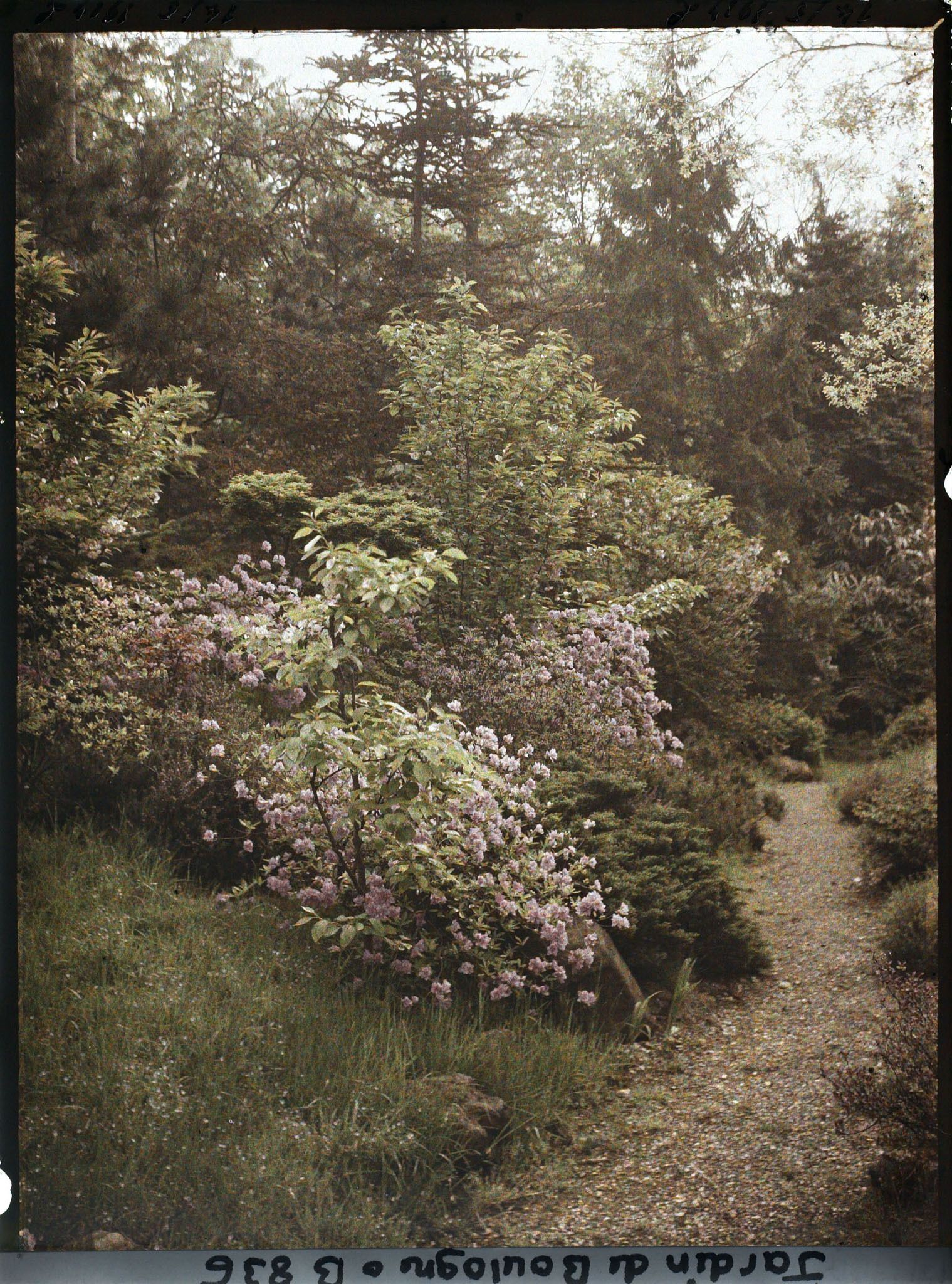 Image représentant Talus fleuri du " village japonais " longeant le jardin français, en direction du jardin anglais