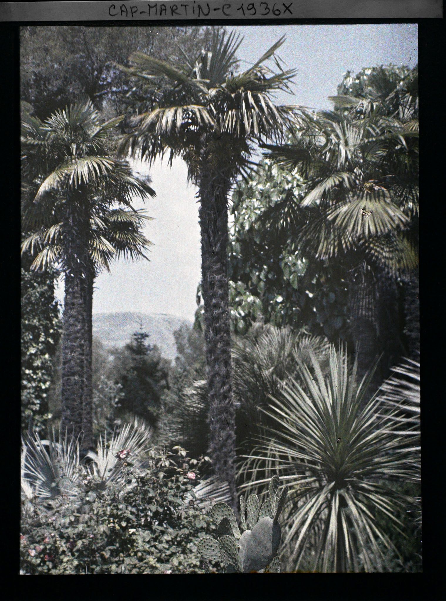 Image représentant Roses et plantes exotiques au pied de palmiers encadrant une vue sur le paysage environnant